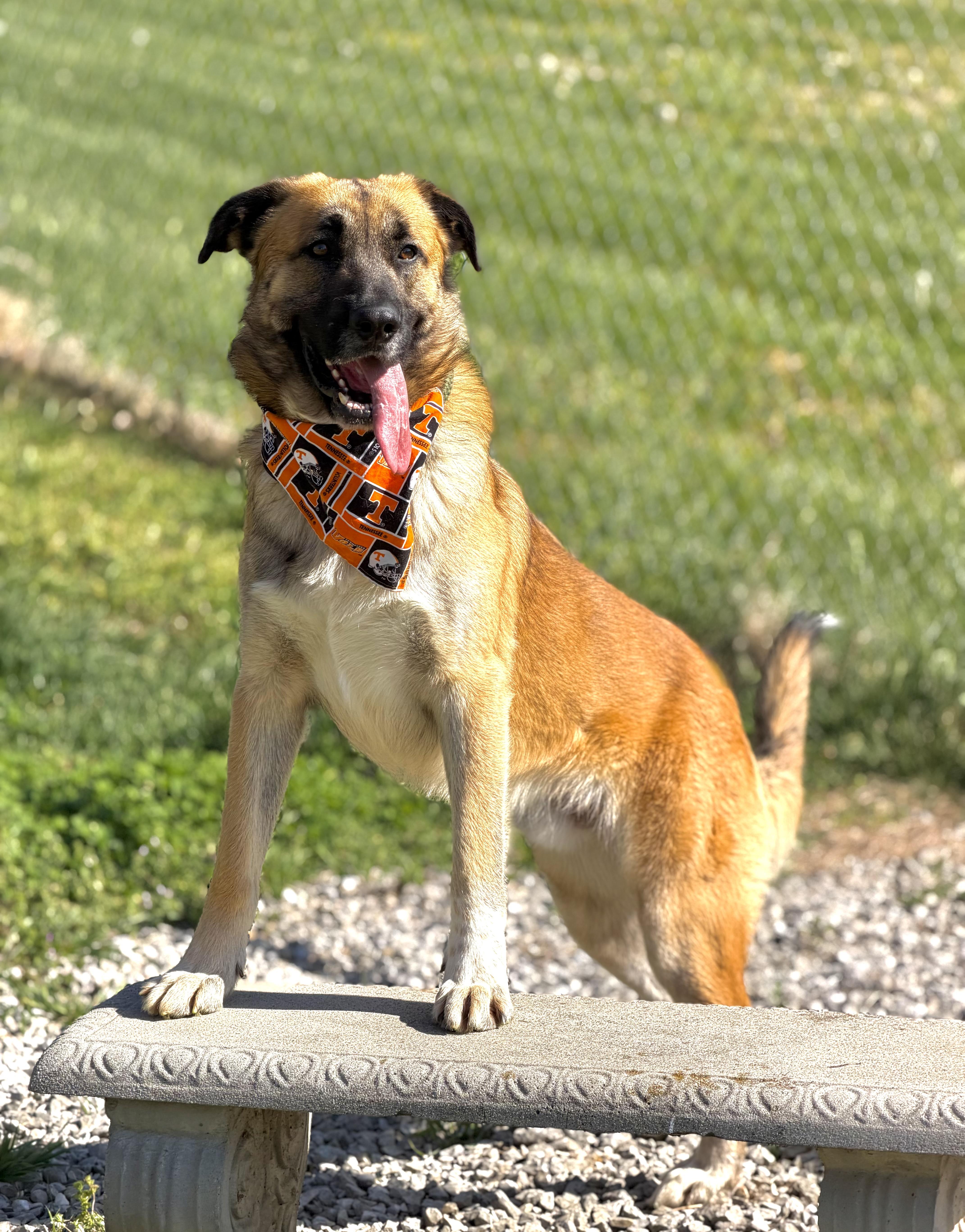 Enlarge Jackson, an adopted mixed breed in Maryville, TN image 6/6