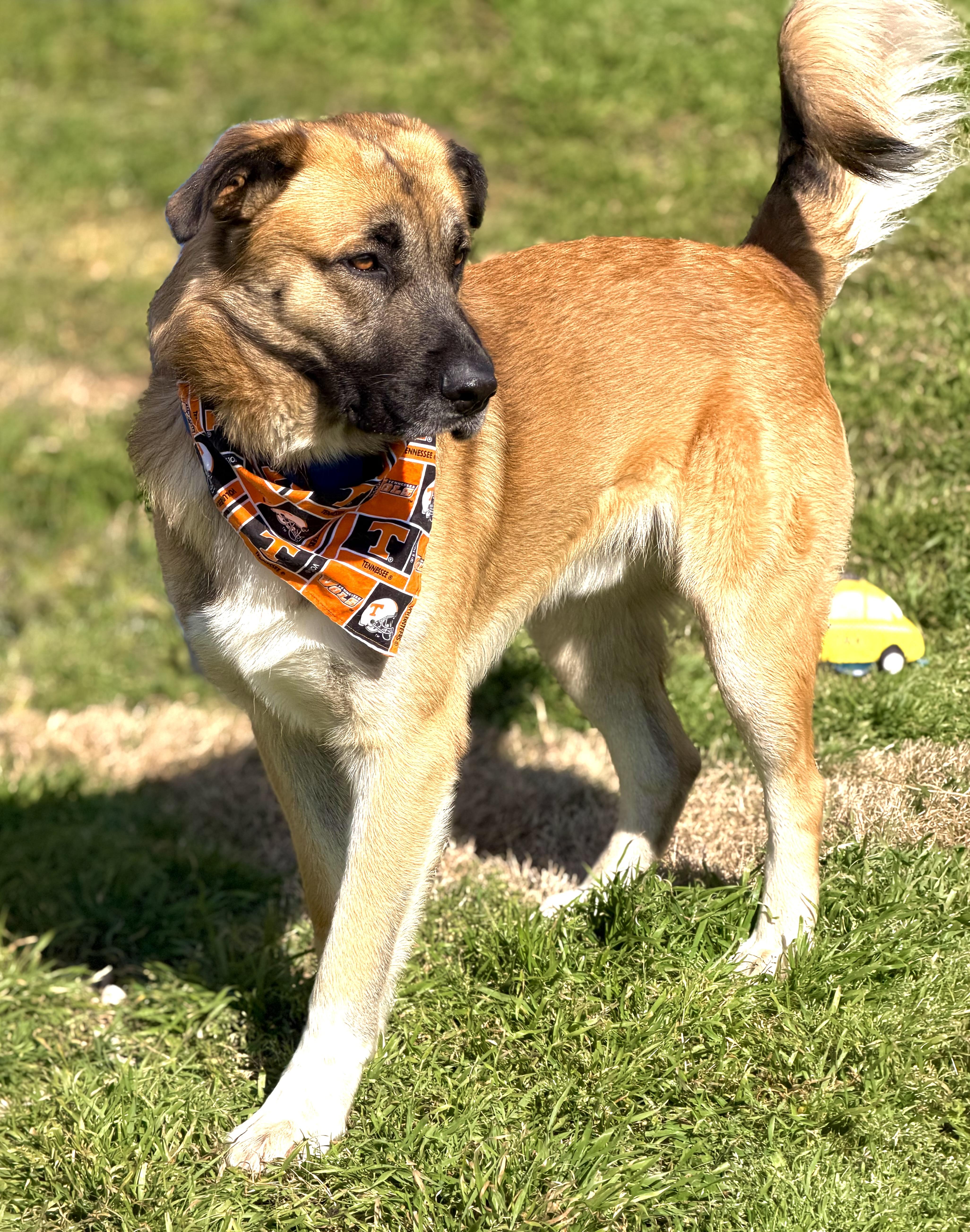 Enlarge Jackson, an adopted mixed breed in Maryville, TN image 5/6