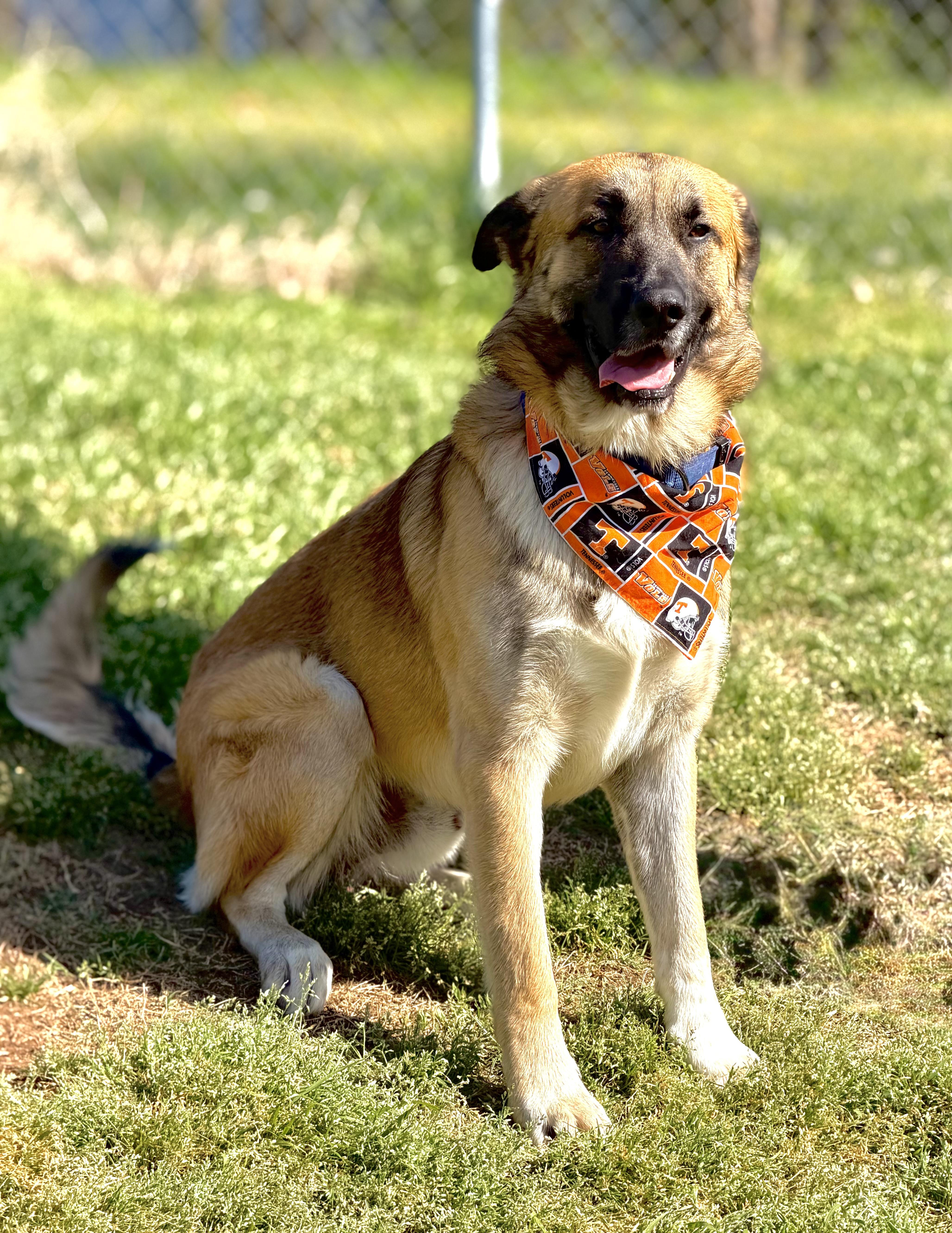Enlarge Jackson, an adopted mixed breed in Maryville, TN image 2/6