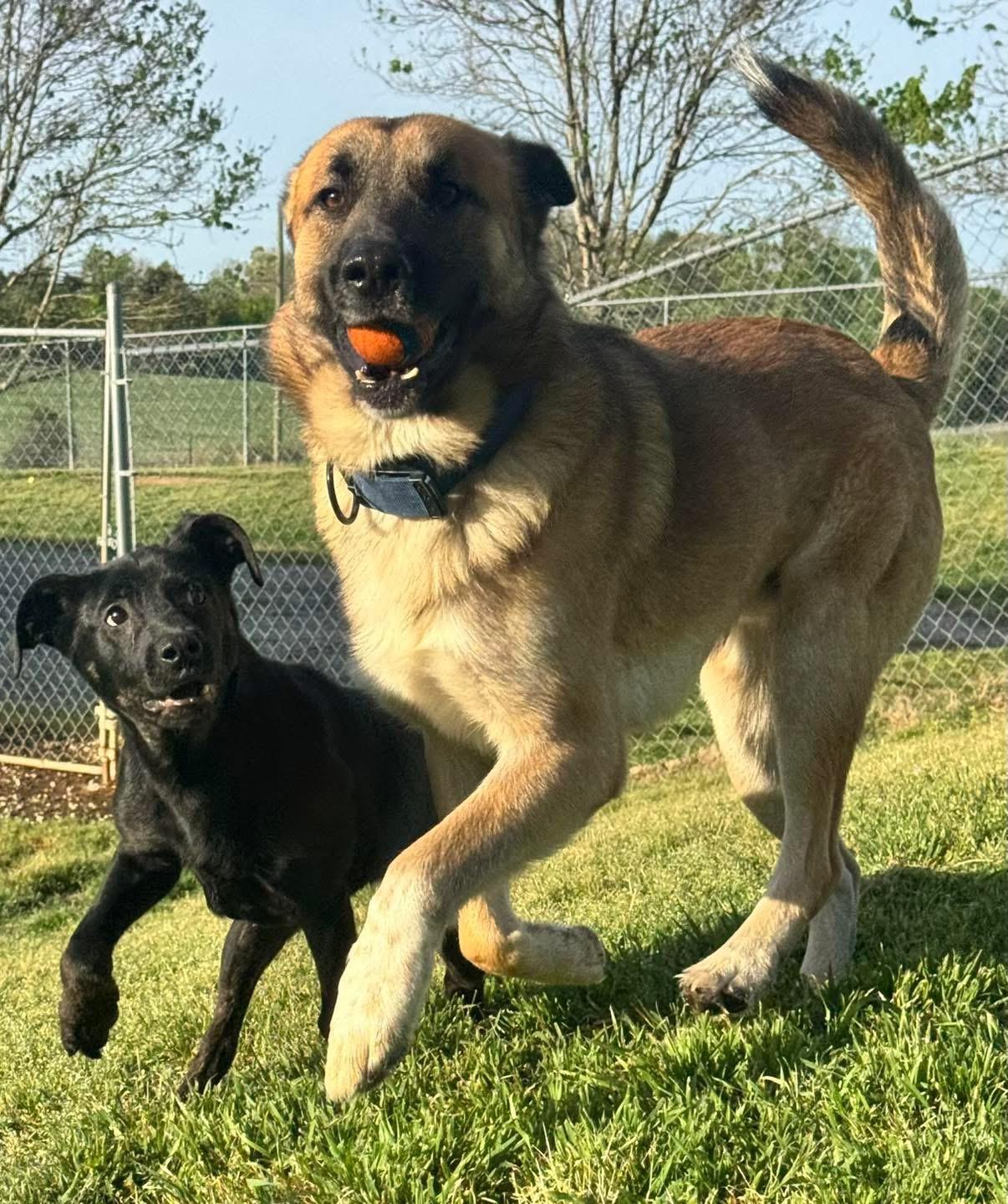 Enlarge Jackson, an adopted mixed breed in Maryville, TN image 4/6