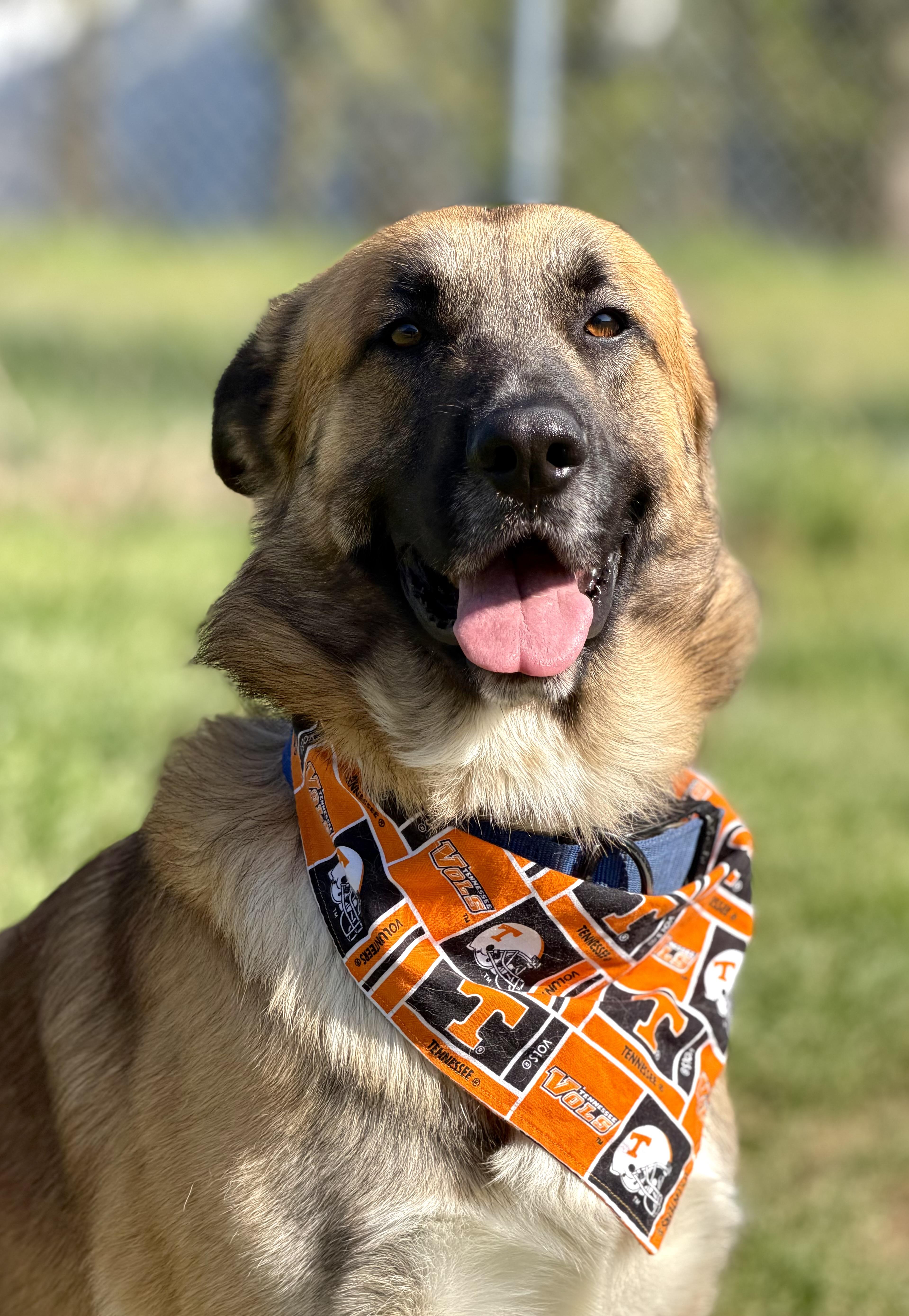 Enlarge Jackson, an adopted mixed breed in Maryville, TN image 1/6