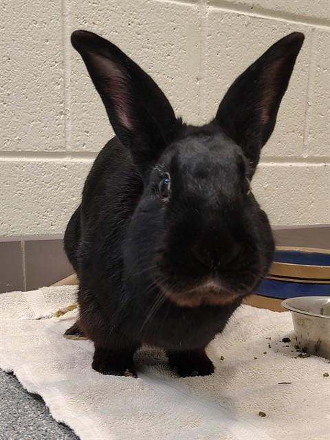 Enlarge TIMMY, a Adoptable Bunny Rabbit in Leesburg, VA image 1/1