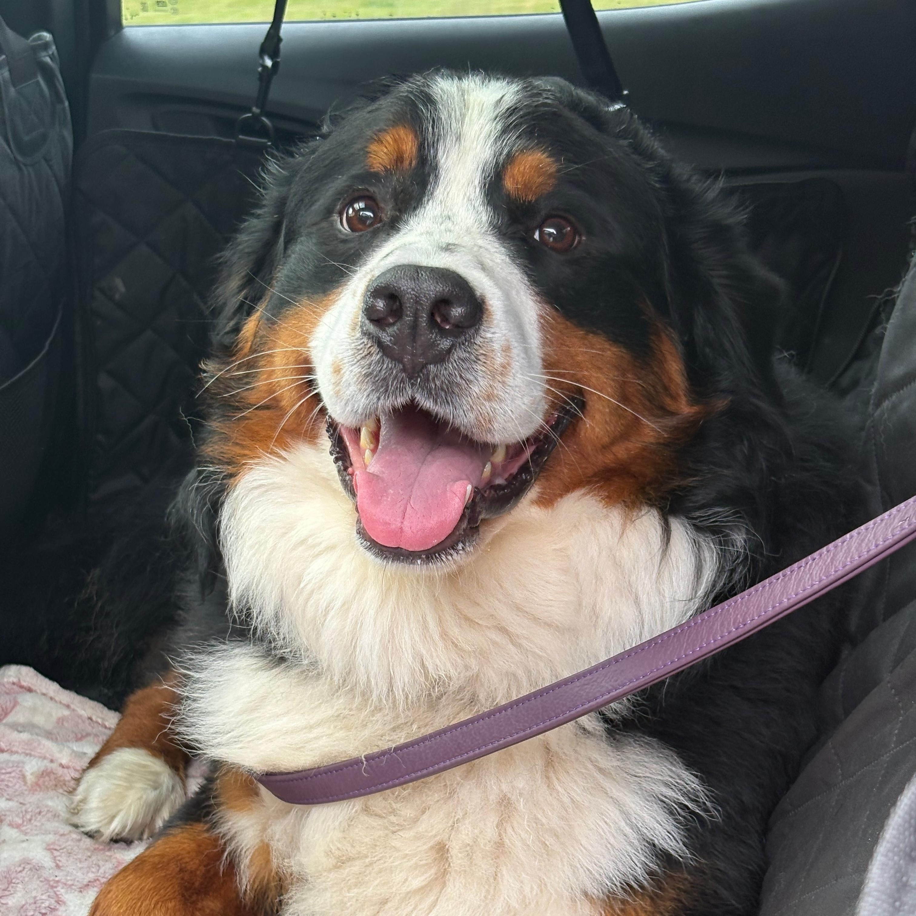 Benji, adopted, Young Male Bernese Mountain Dog.