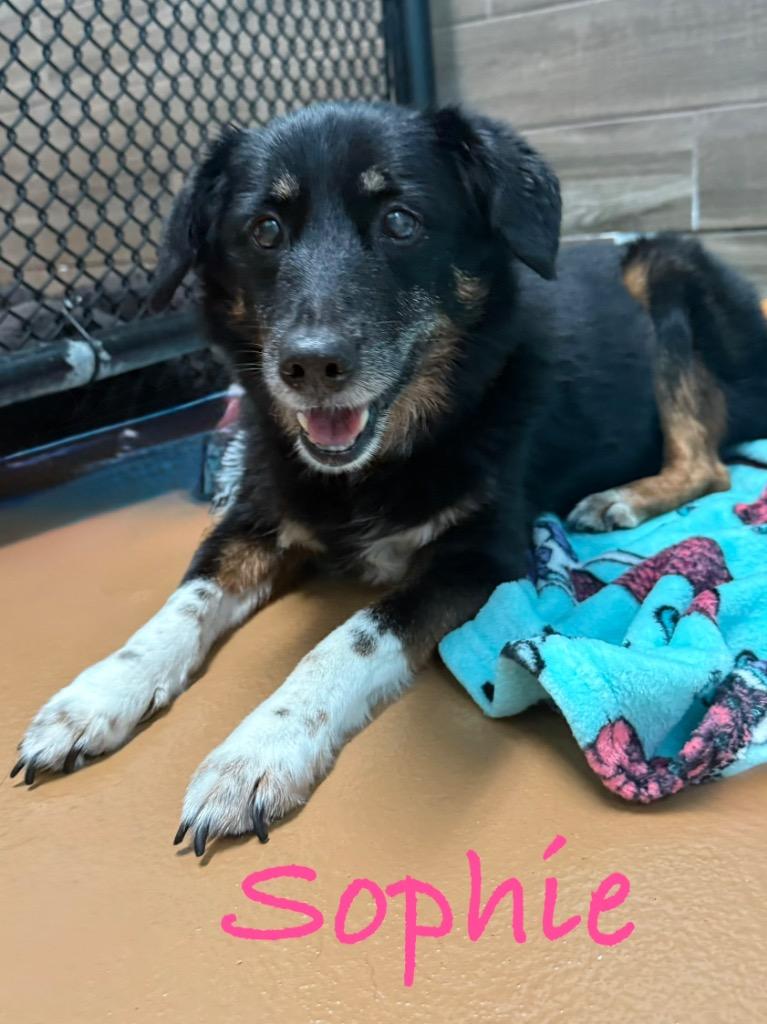 Sophie, Adoptable, Senior Female Affenpinscher.