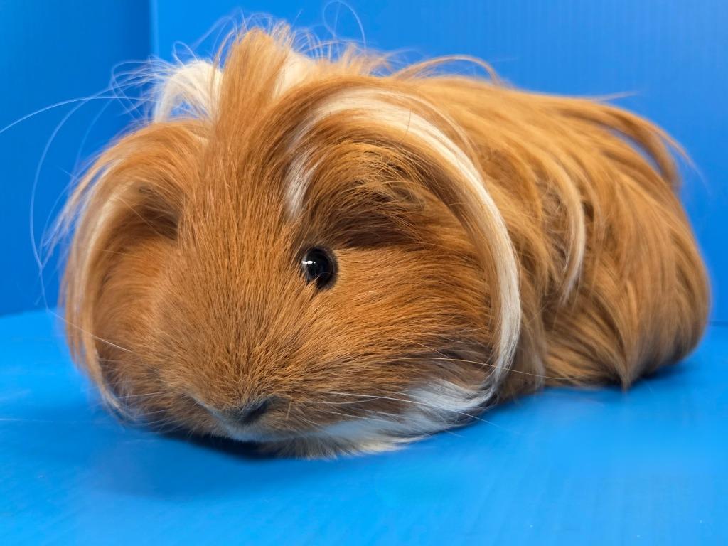 Enlarge Diego, a Adoptable mixed breed in Lewisville, TX image 2/3