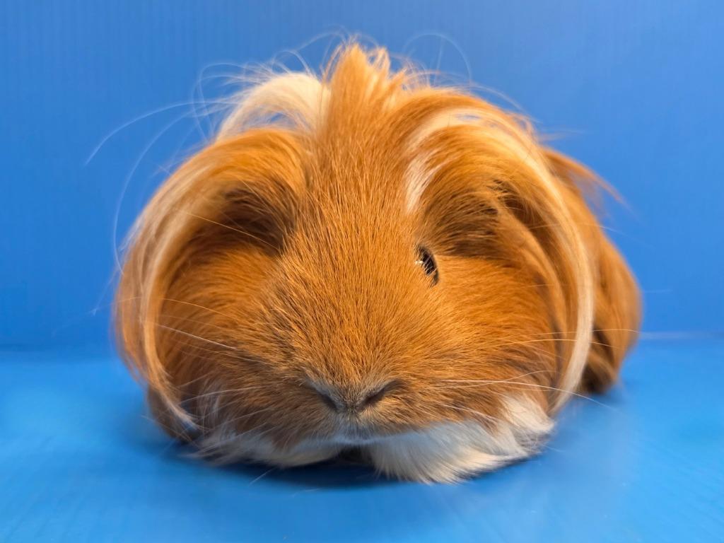 Enlarge Diego, a Adoptable mixed breed in Lewisville, TX image 3/3