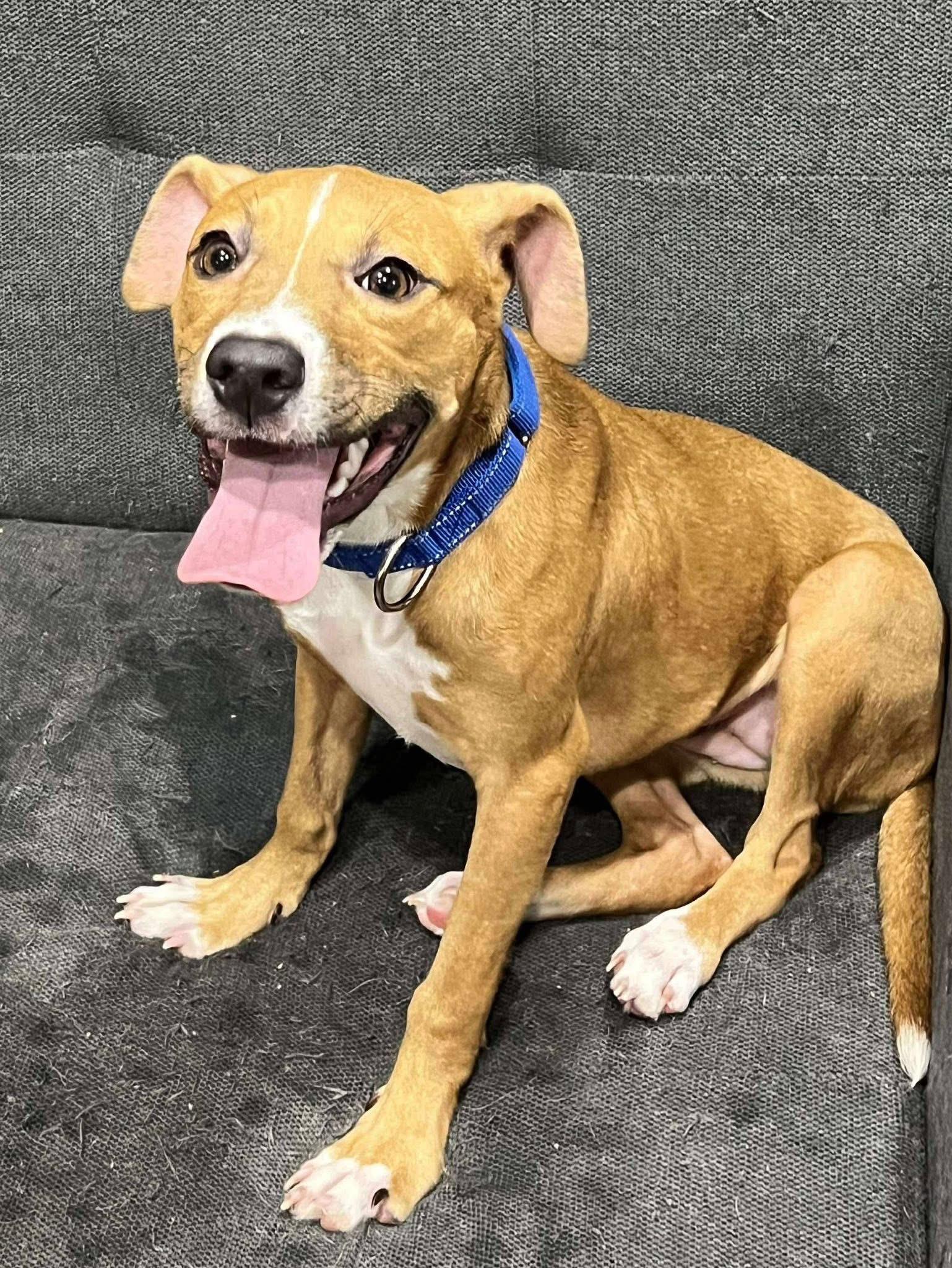 ShenShen, adopted, Young Female Mixed Breed.