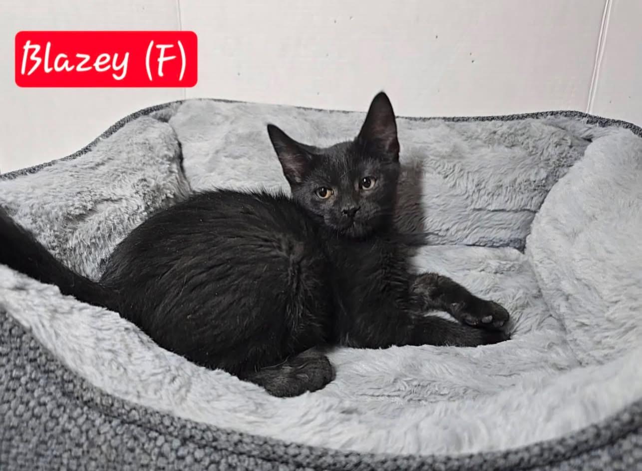 Blazey, a ADOPTABLE Domestic Medium Hair in Bonney Lake, WA image 2/2