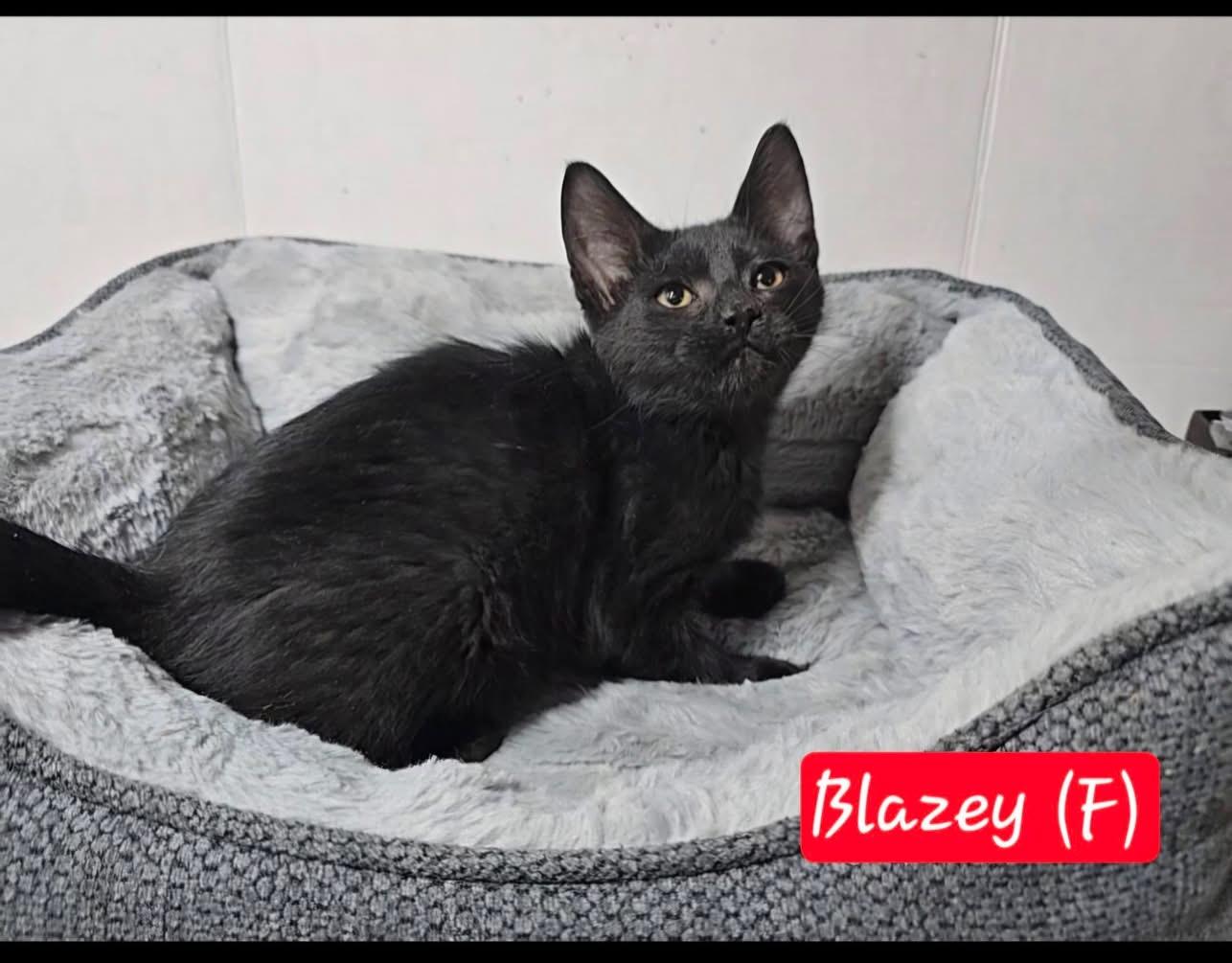 Blazey, a ADOPTABLE Domestic Medium Hair in Bonney Lake, WA image 1/2