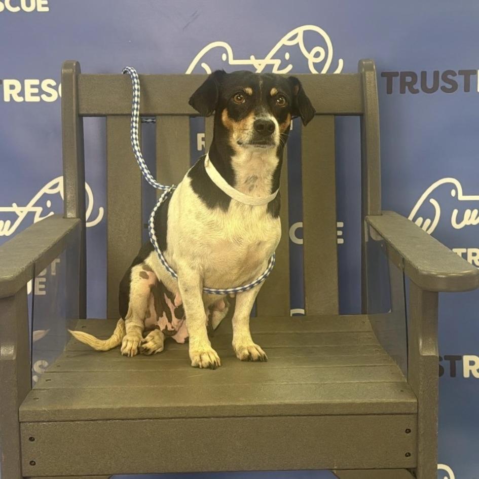 Enlarge CHAVELA, a Adoptable Terrier in Atco, NJ image 1/5