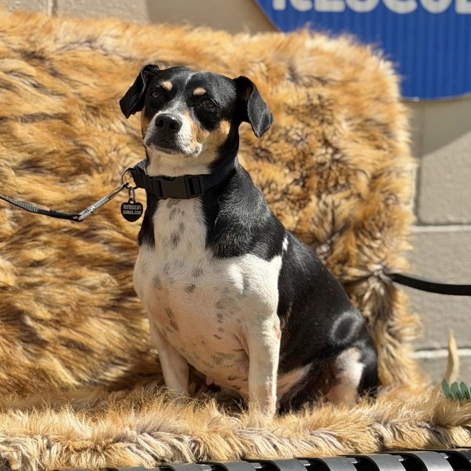 CHAVELA, Adoptable, Adult Female Terrier.