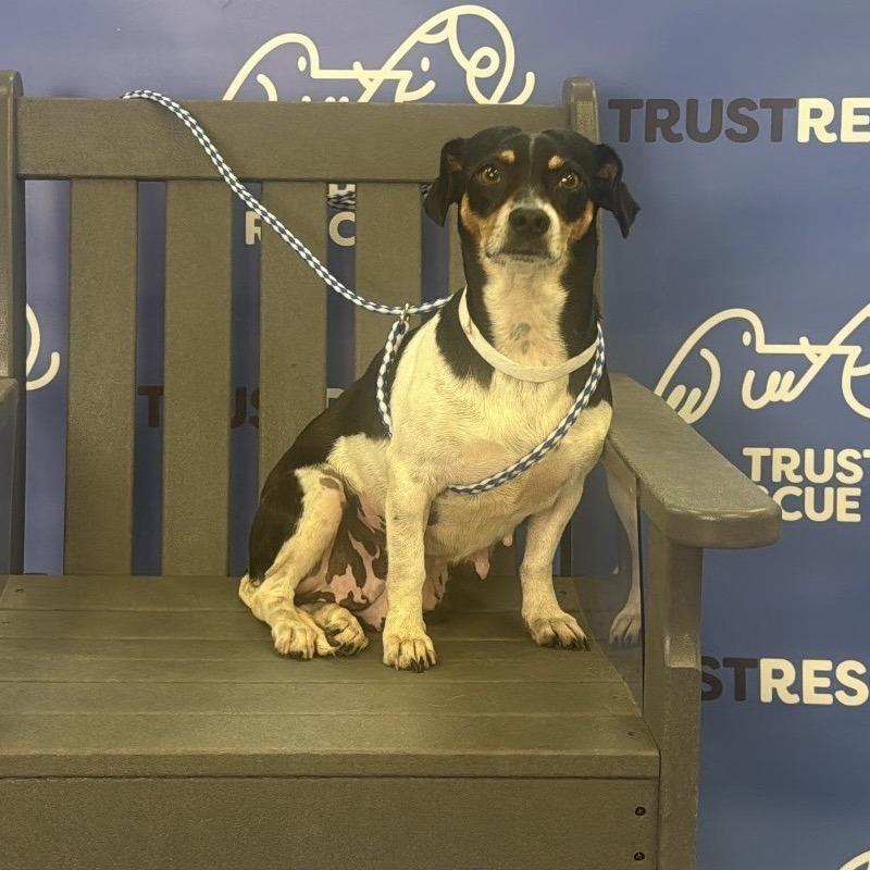 Enlarge CHAVELA, a Adoptable Terrier in Atco, NJ image 2/5