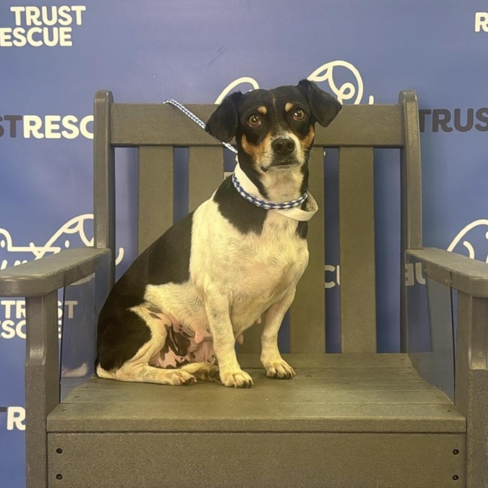 Enlarge CHAVELA, a Adoptable Terrier in Atco, NJ image 3/5