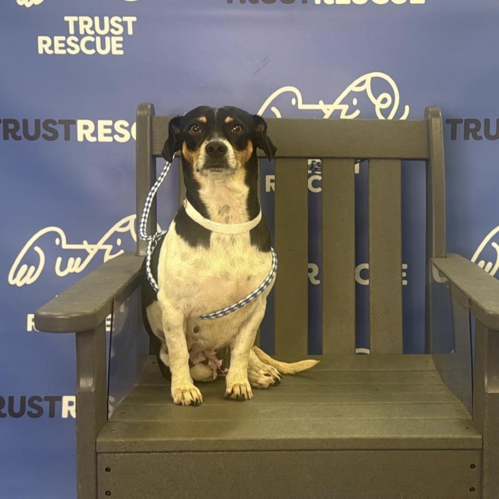 Enlarge CHAVELA, a Adoptable Terrier in Atco, NJ image 4/5