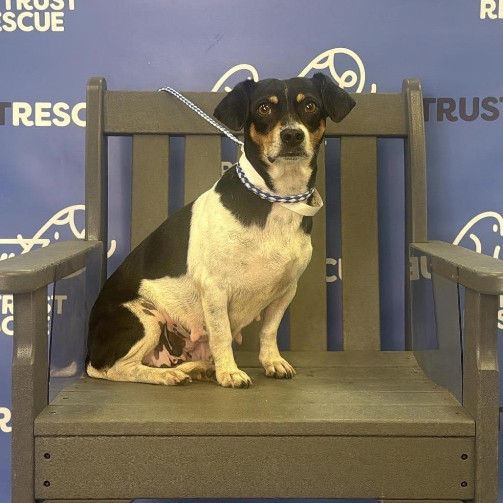 Enlarge CHAVELA, a Adoptable Terrier in Atco, NJ image 5/5