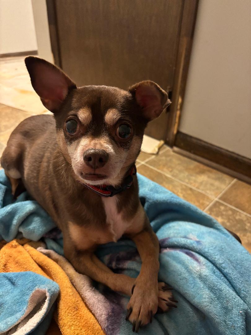 Mazie — thumbnail 3