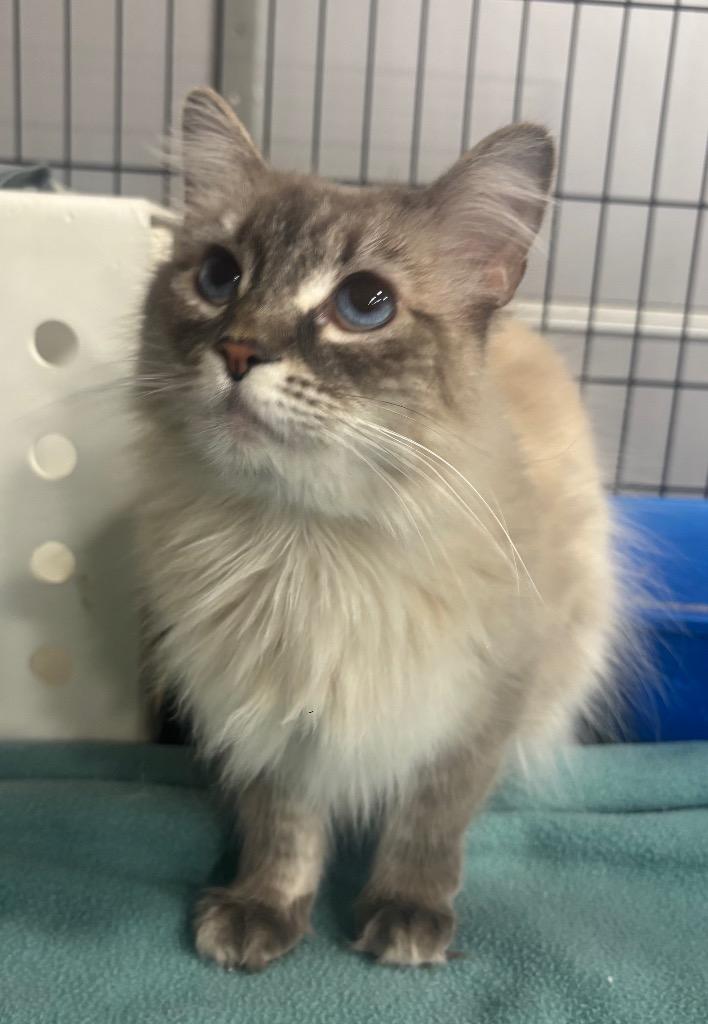Enlarge Pica, a Adoptable Birman in Corpus Christi, TX image 2/4