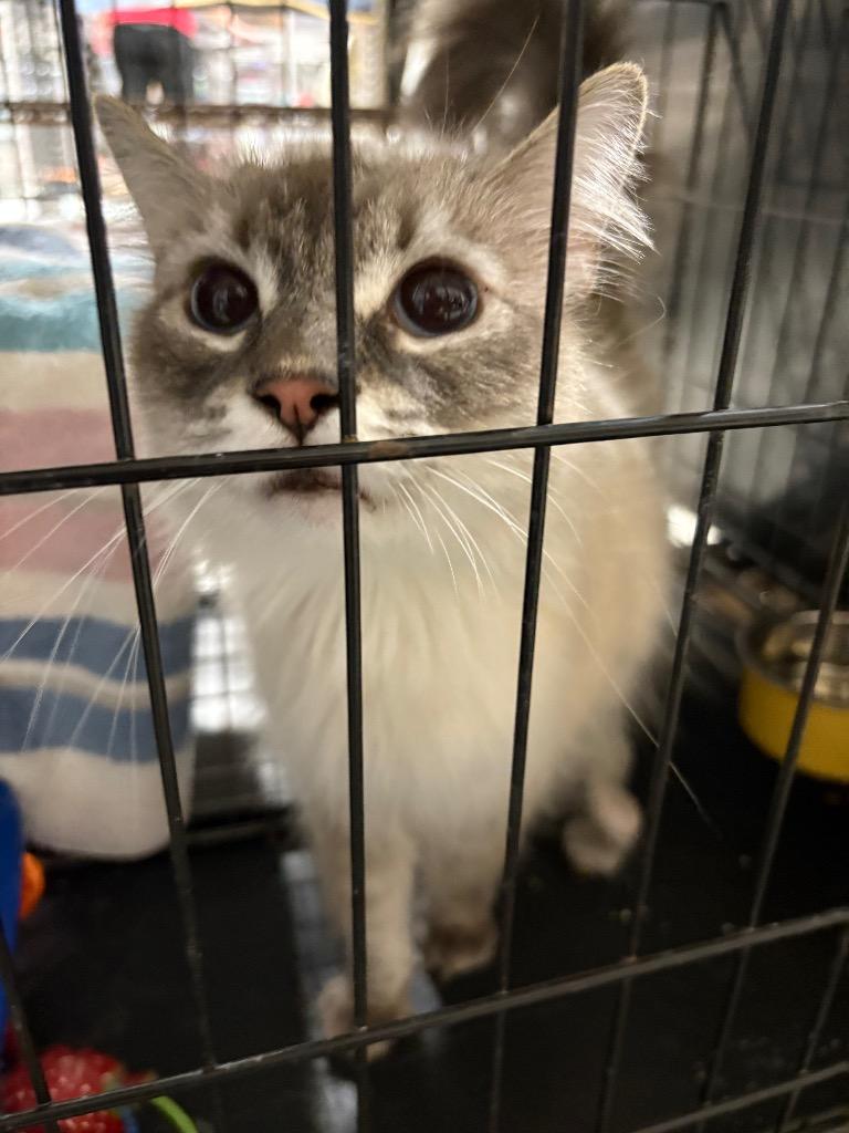 Enlarge Pica, a Adoptable Birman in Corpus Christi, TX image 3/4