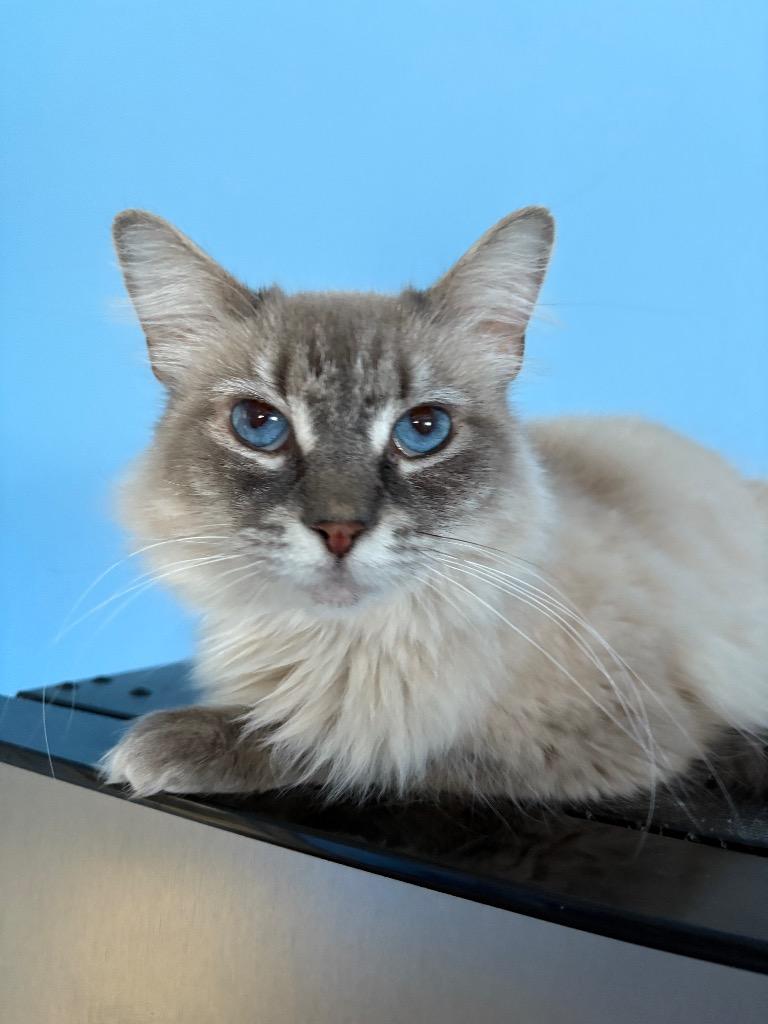 Enlarge Pica, a Adoptable Birman in Corpus Christi, TX image 4/4