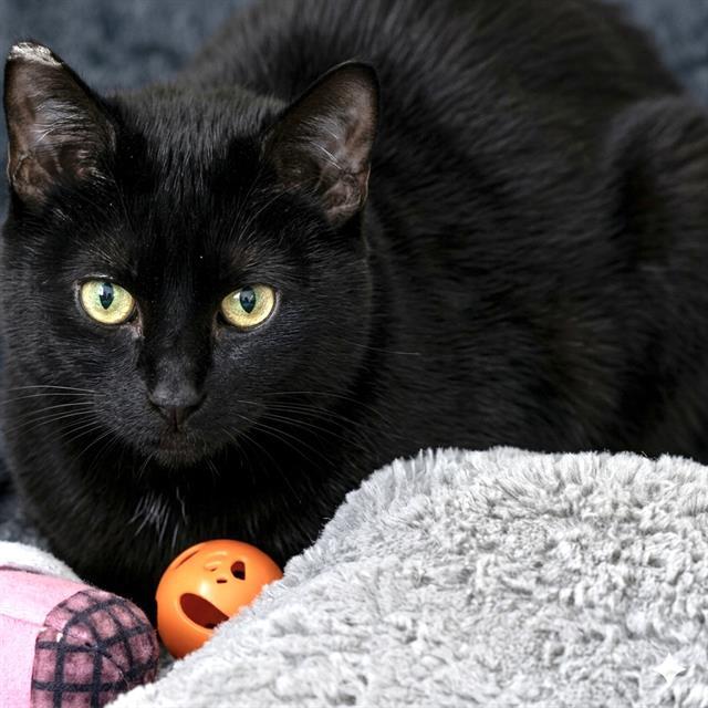 PRALINE, Adoptable, Young Female Domestic Short Hair.