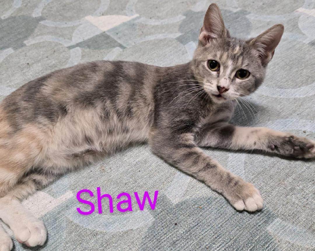 Shaw
