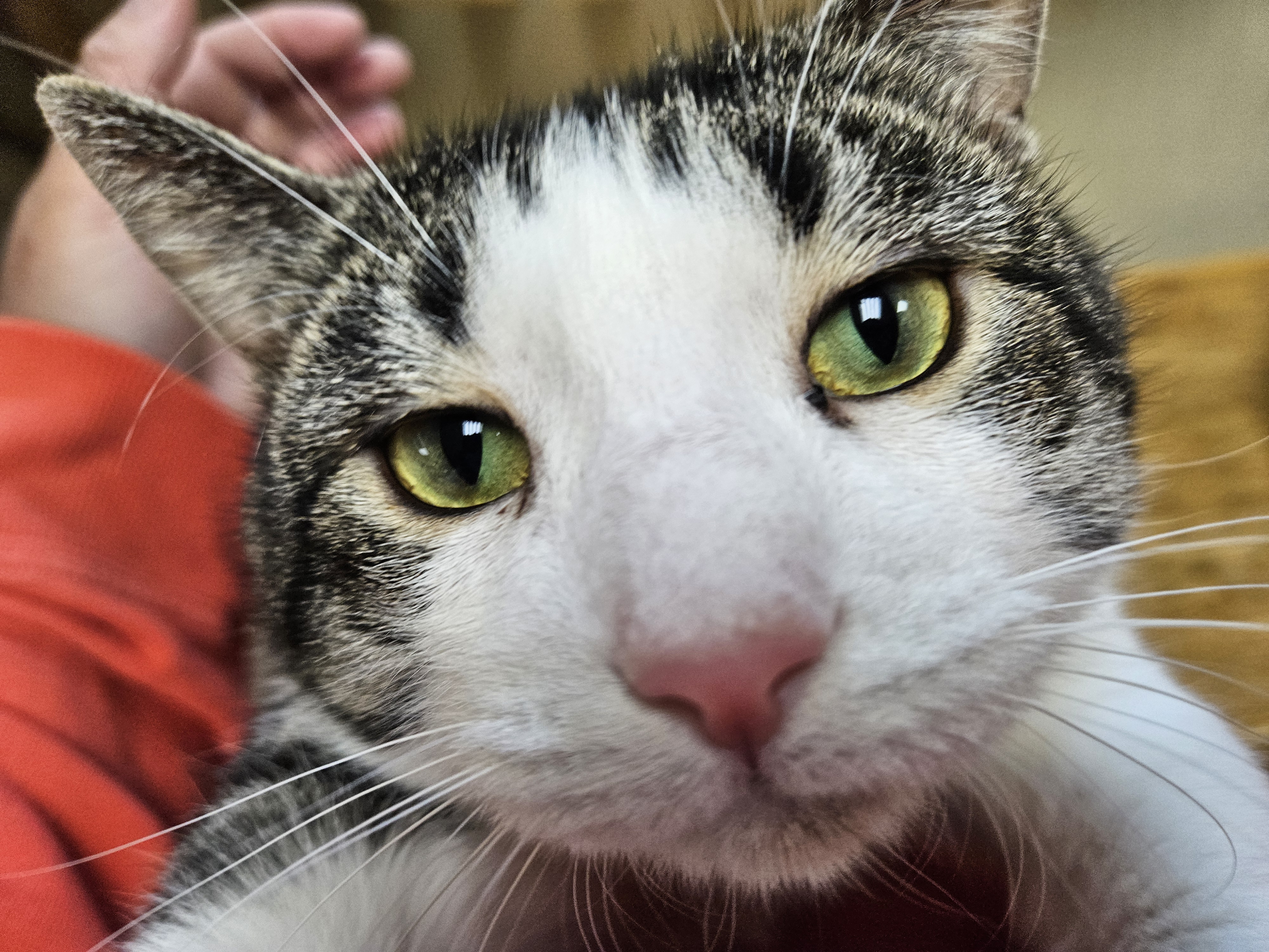 Sawyer, an adopted Domestic Short Hair in Myerstown, PA_image-1