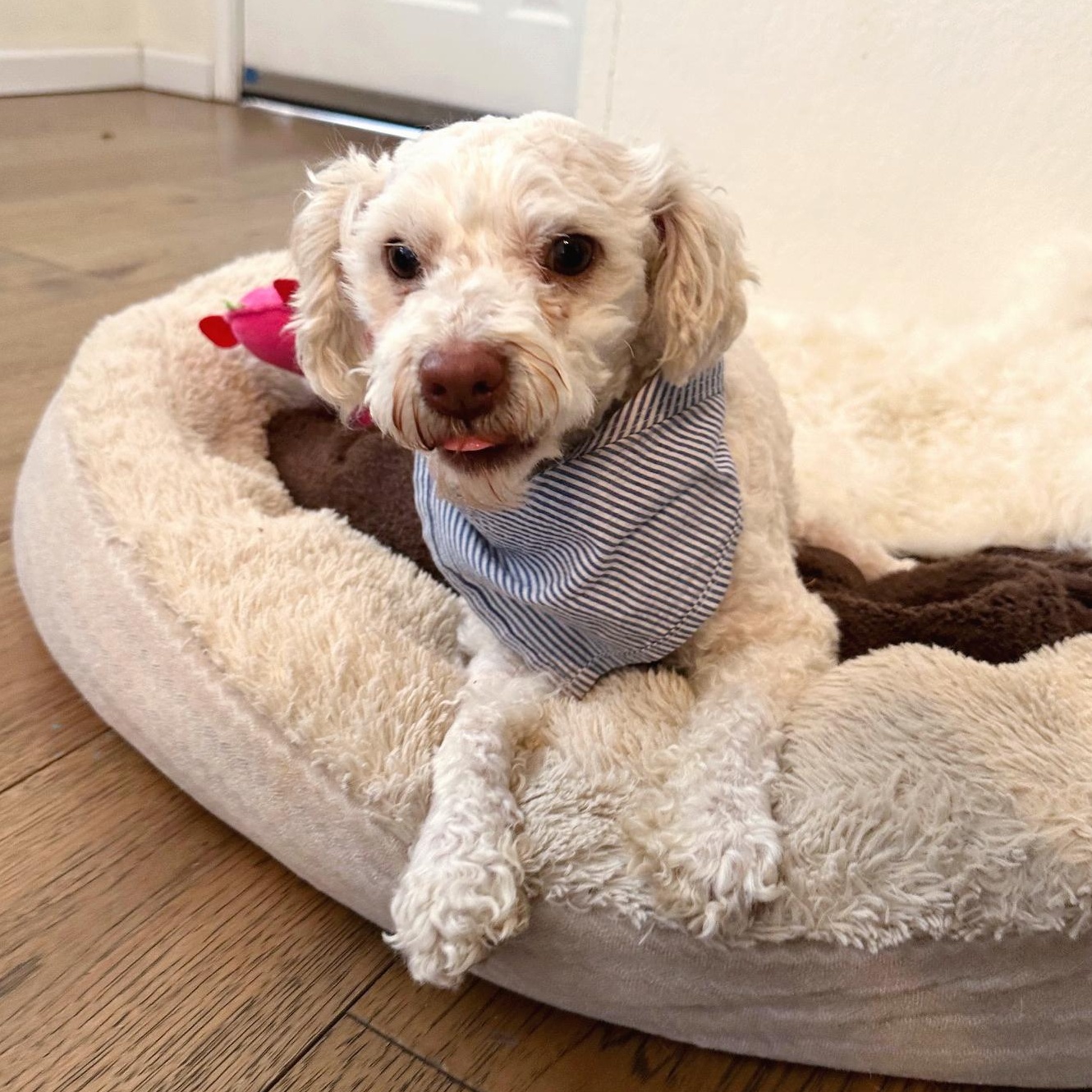 Miklo, a Adoptable mixed breed in Denver, CO image 5/6