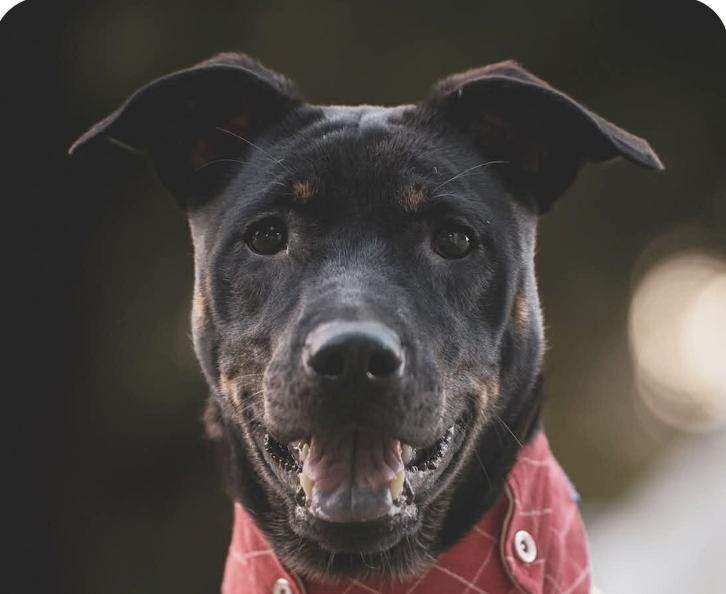 Rubie, Adoptable, Puppy Female Mountain Dog.