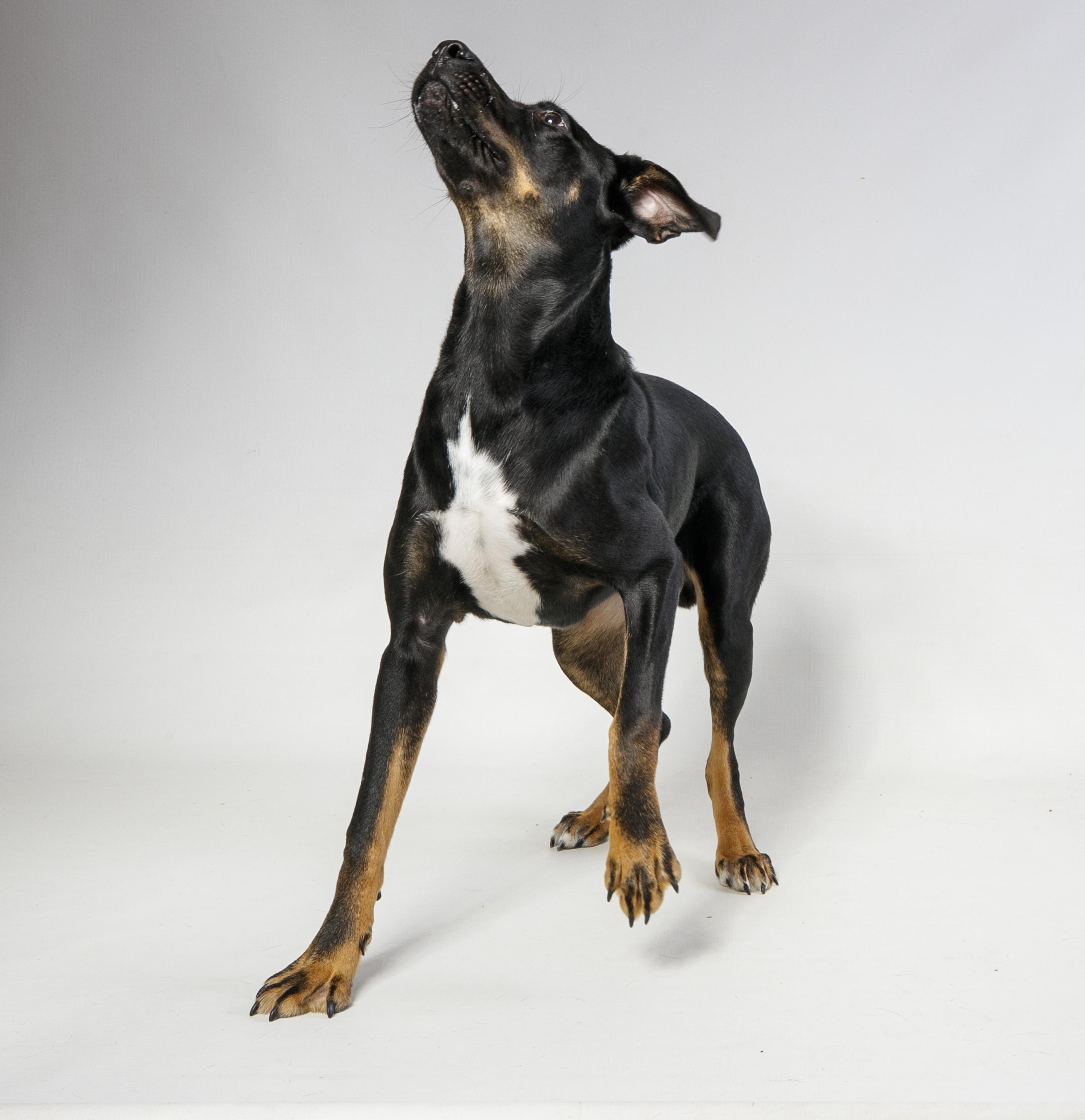 Enlarge Whatammus, a Adopted mixed breed in Harvey , LA image 4/4