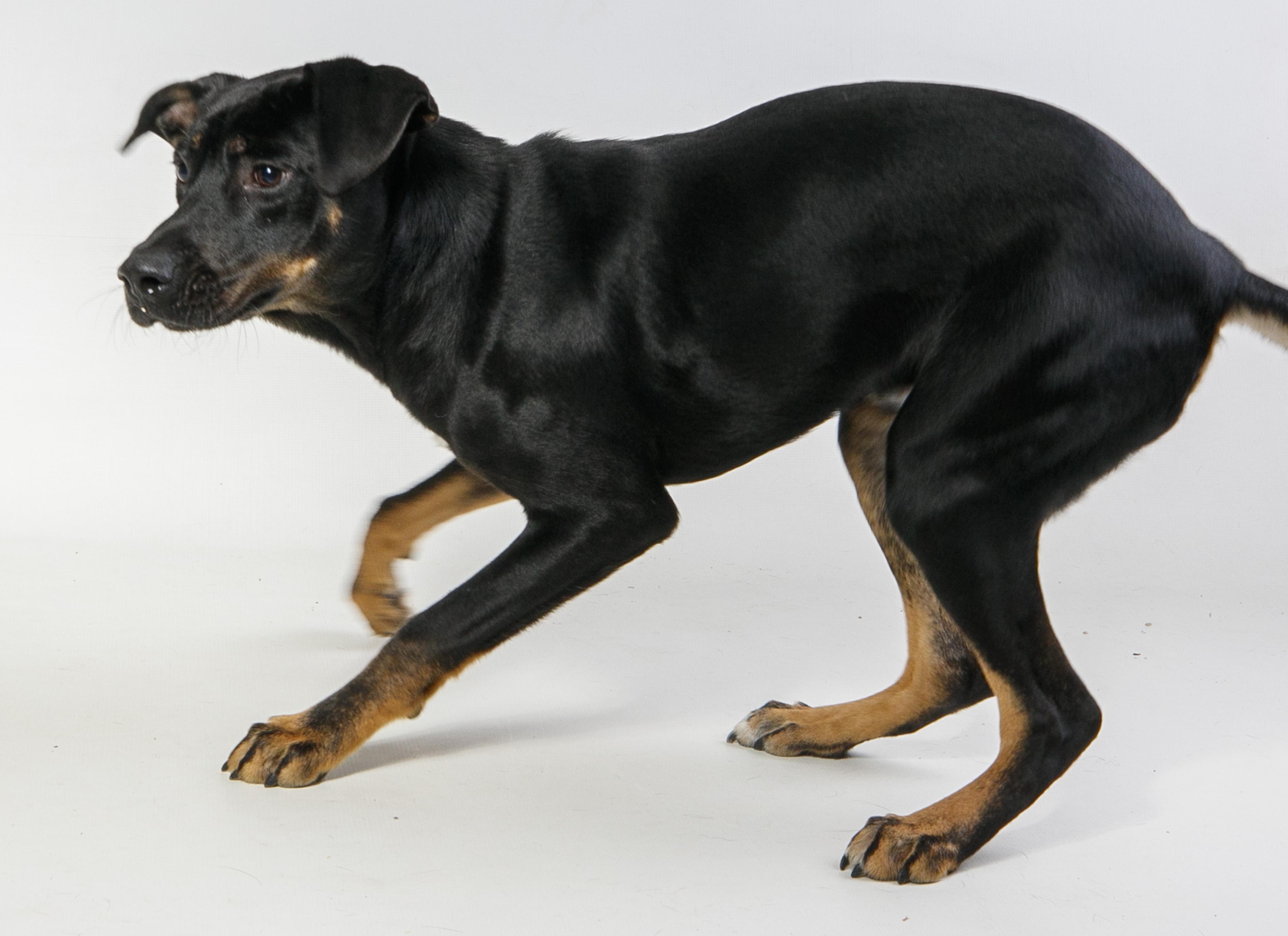 Enlarge Whatammus, a Adopted mixed breed in Harvey , LA image 2/4