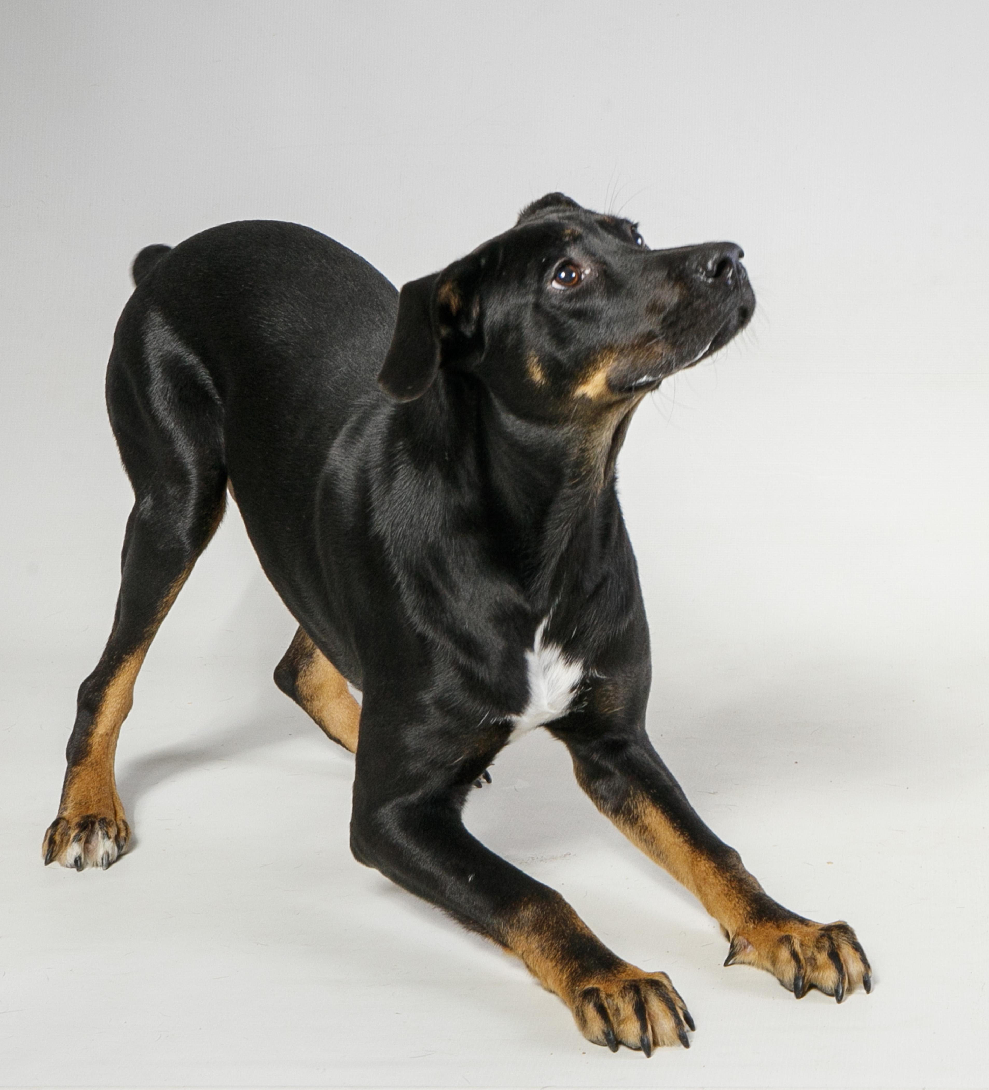 Enlarge Whatammus, a Adopted mixed breed in Harvey , LA image 3/4