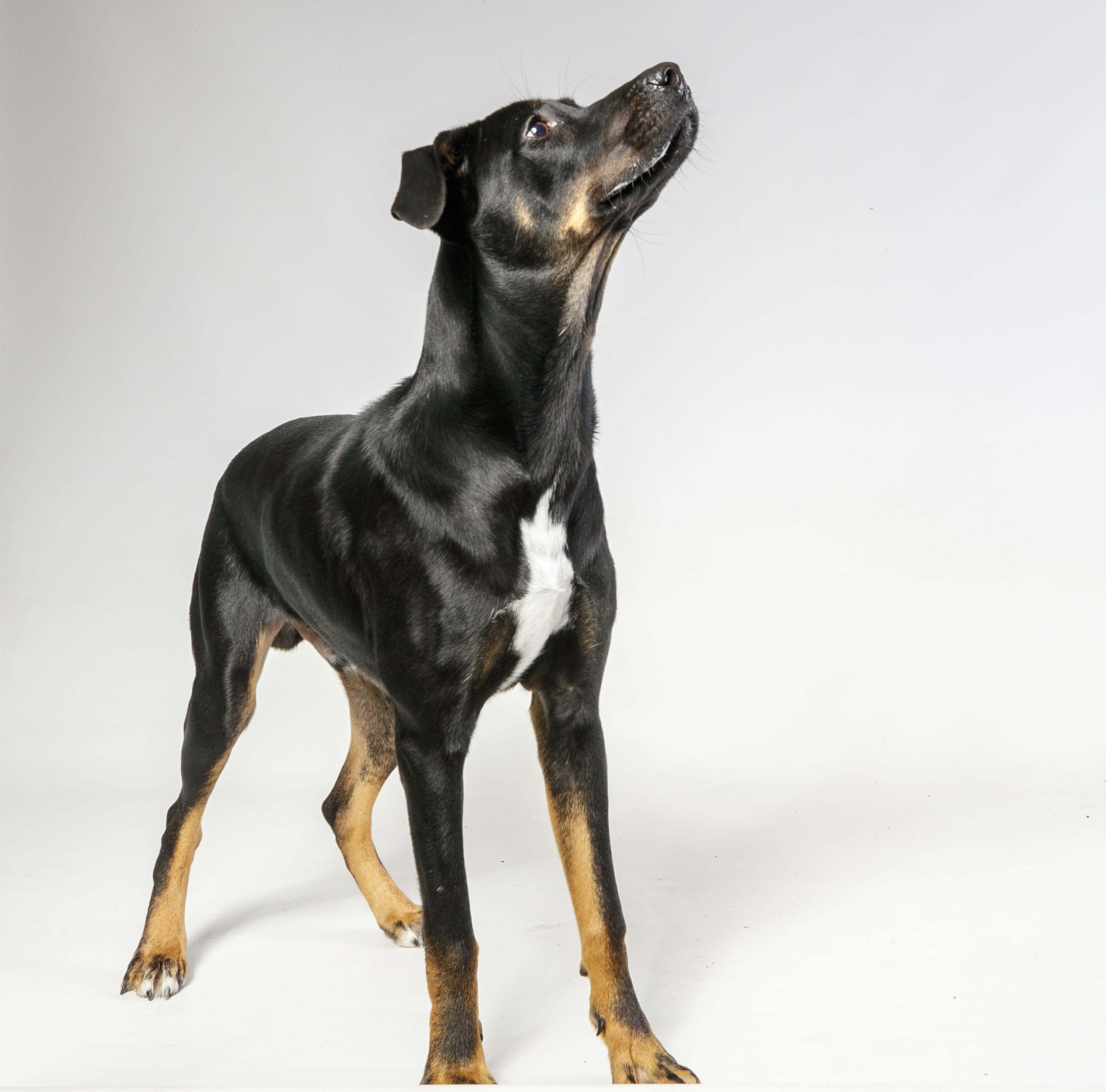 Enlarge Whatammus, a Adopted mixed breed in Harvey , LA image 1/4