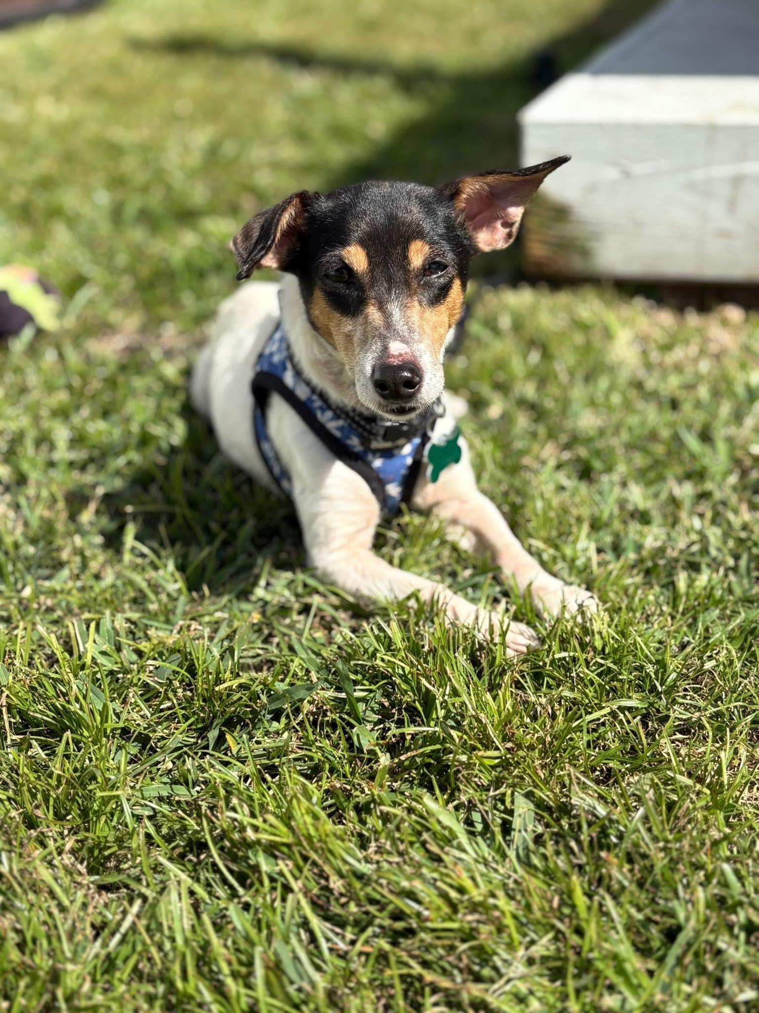 Sara, ADOPTABLE, Adult Female Jack Russell Terrier.