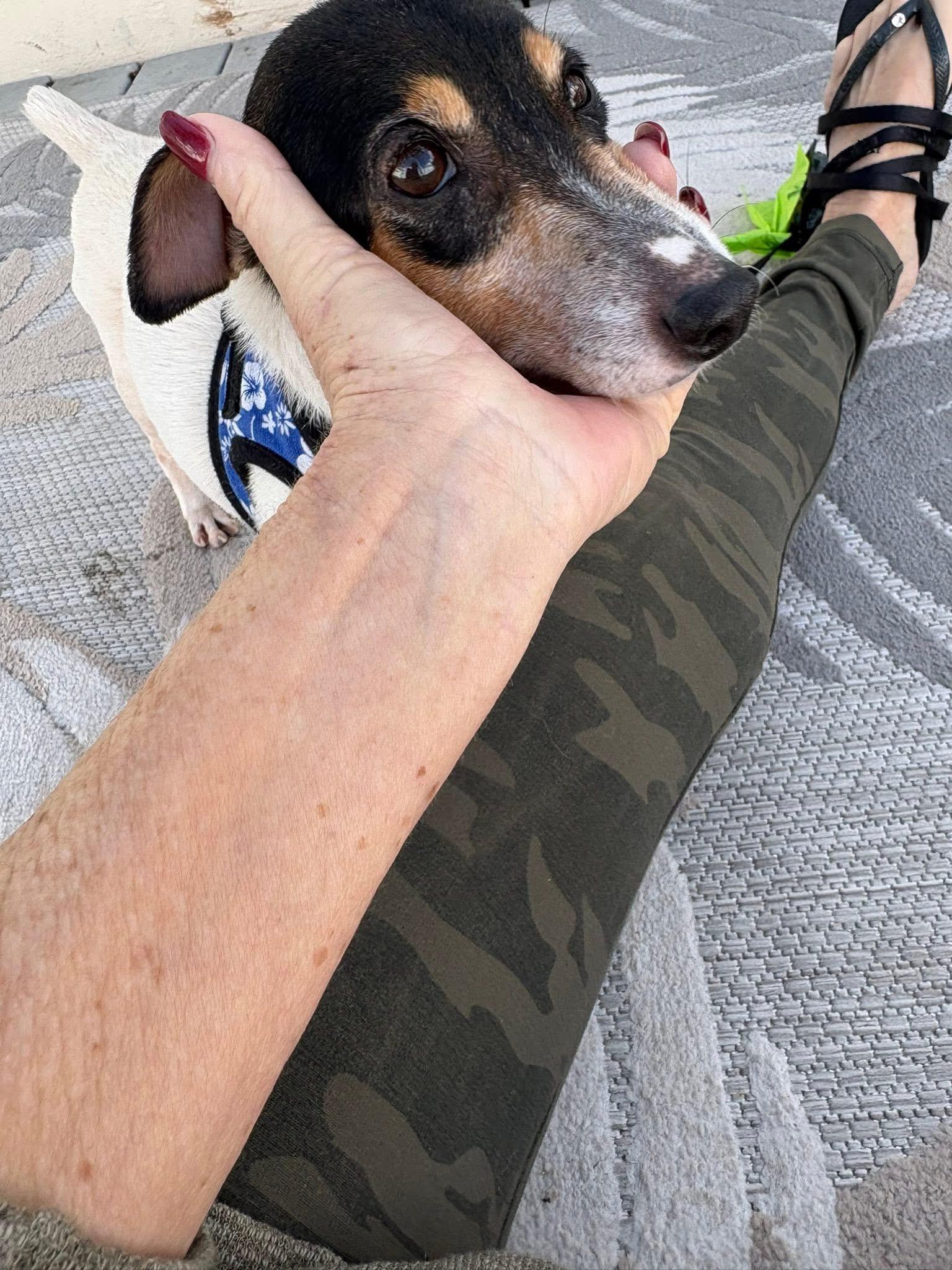 Enlarge Sara, a ADOPTABLE Jack Russell Terrier in Boynton Beach, FL image 3/5