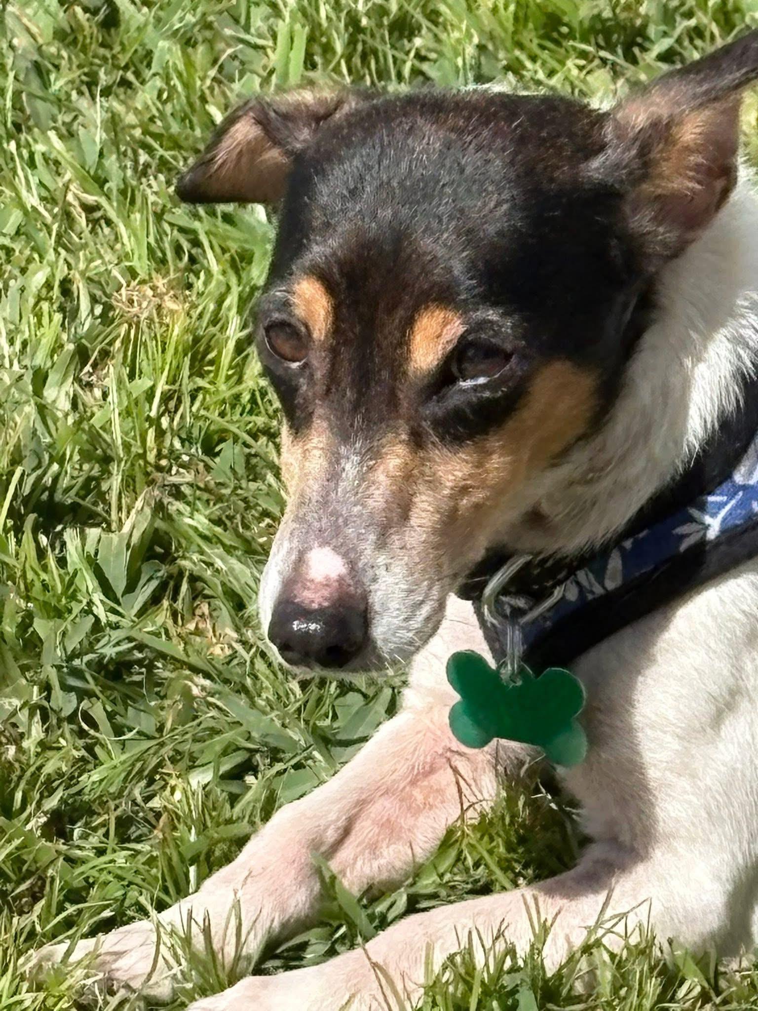 Enlarge Sara, a ADOPTABLE Jack Russell Terrier in Boynton Beach, FL image 5/5