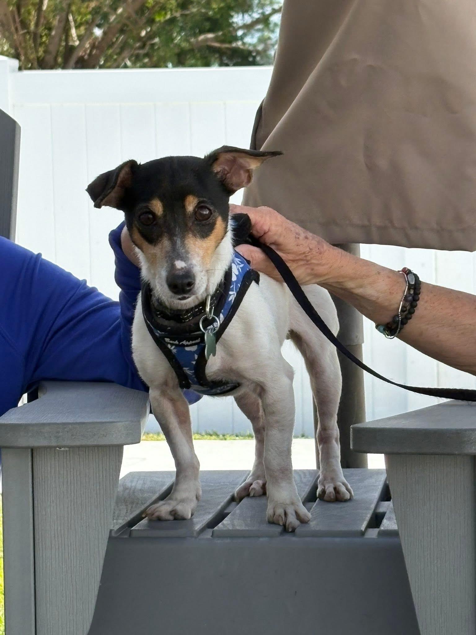 Enlarge Sara, a ADOPTABLE Jack Russell Terrier in Boynton Beach, FL image 4/5