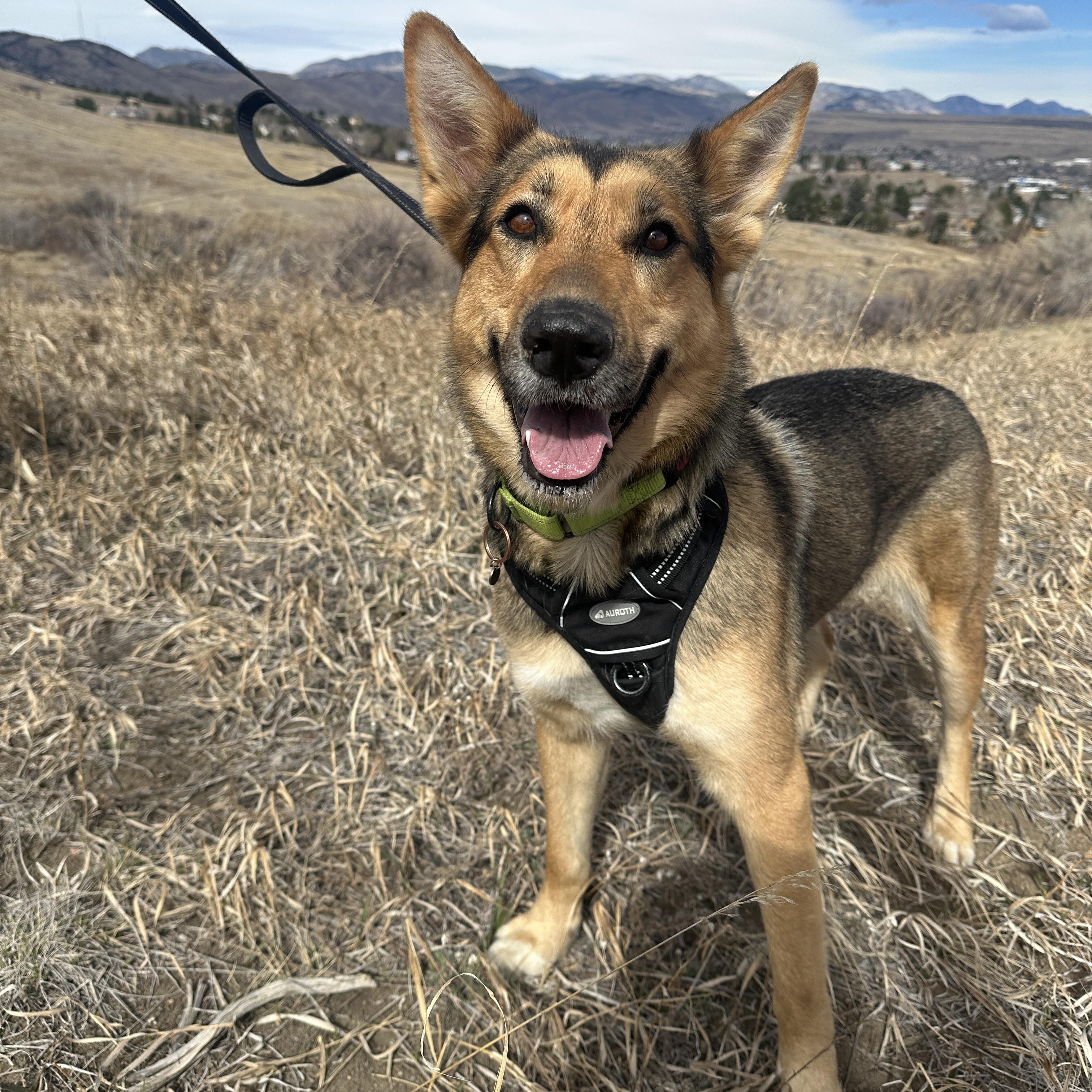 Enlarge Ady, a ADOPTABLE mixed breed in Commerce City, CO image 4/5