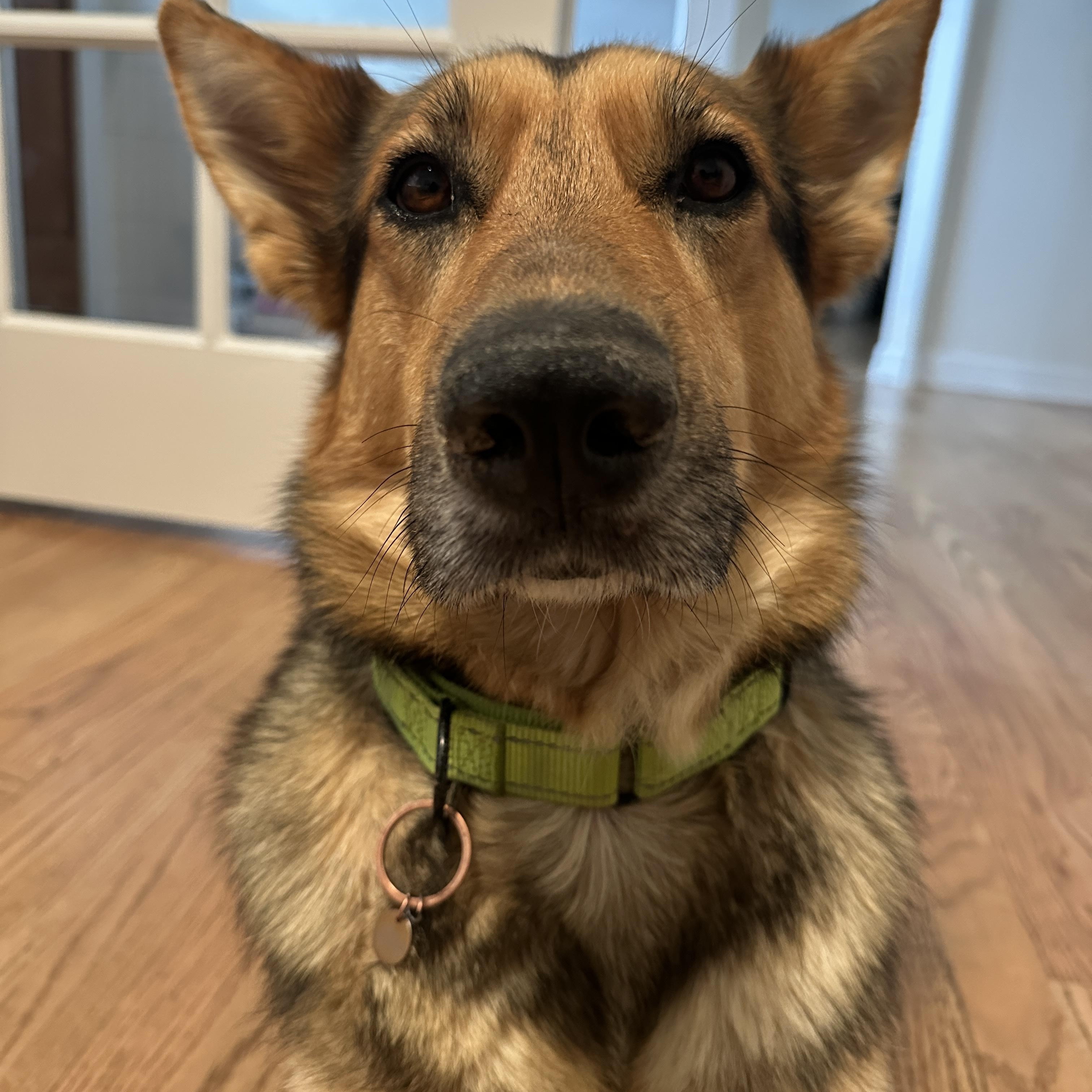 Enlarge Ady, a ADOPTABLE mixed breed in Commerce City, CO image 2/5