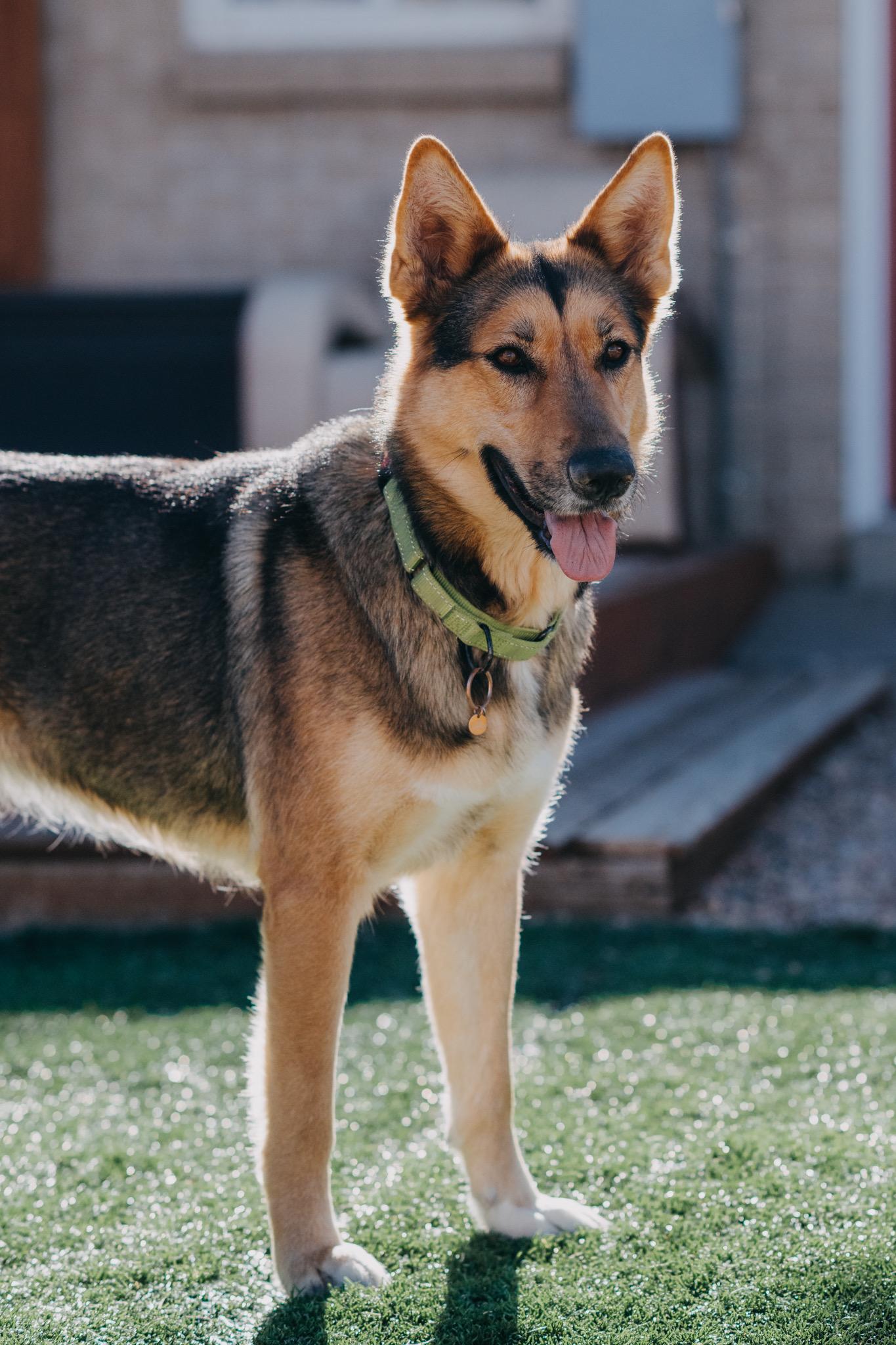 Enlarge Ady, a ADOPTABLE mixed breed in Commerce City, CO image 3/5