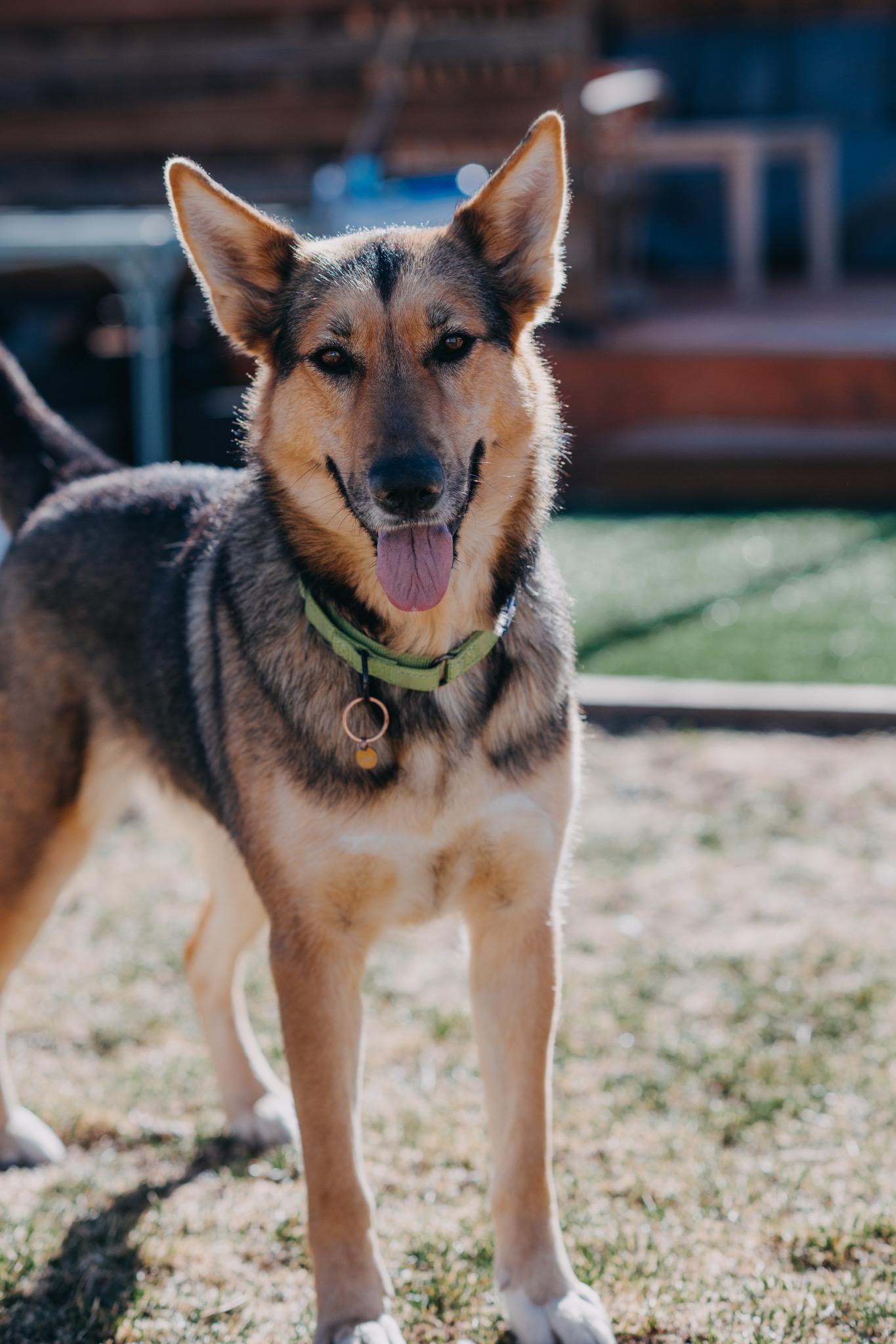 Enlarge Ady, a ADOPTABLE mixed breed in Commerce City, CO image 1/5