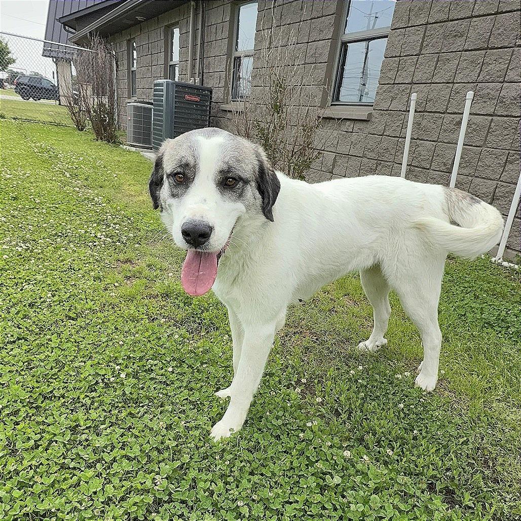 Sadie, Adoptable, Young Female Mixed Breed.