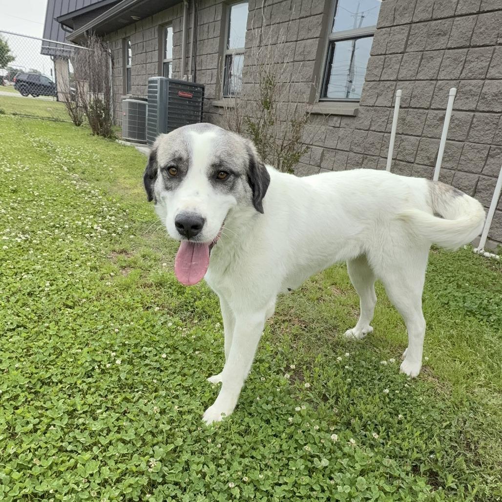 Enlarge Sadie, a Adoptable Mixed Breed in Ponca City, OK image 1/6