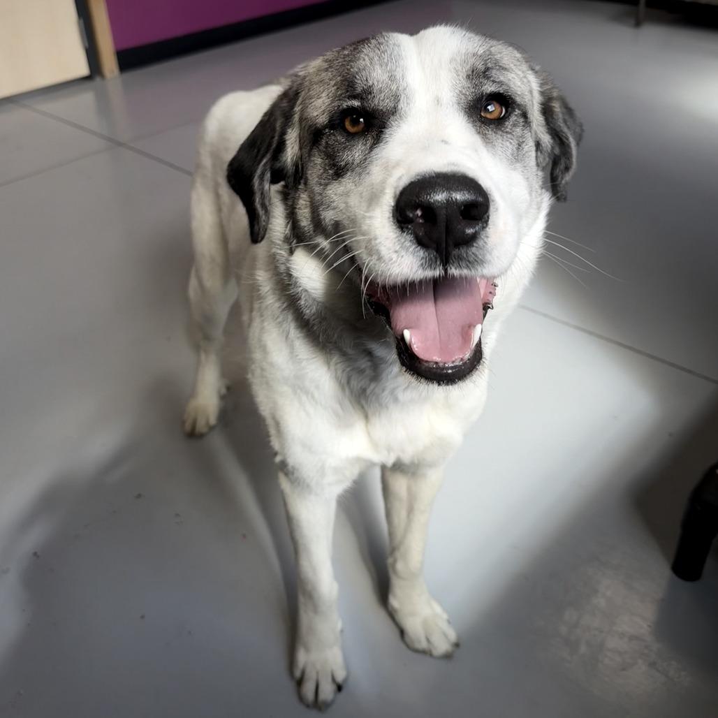Enlarge Sadie, a Adoptable Mixed Breed in Ponca City, OK image 2/6