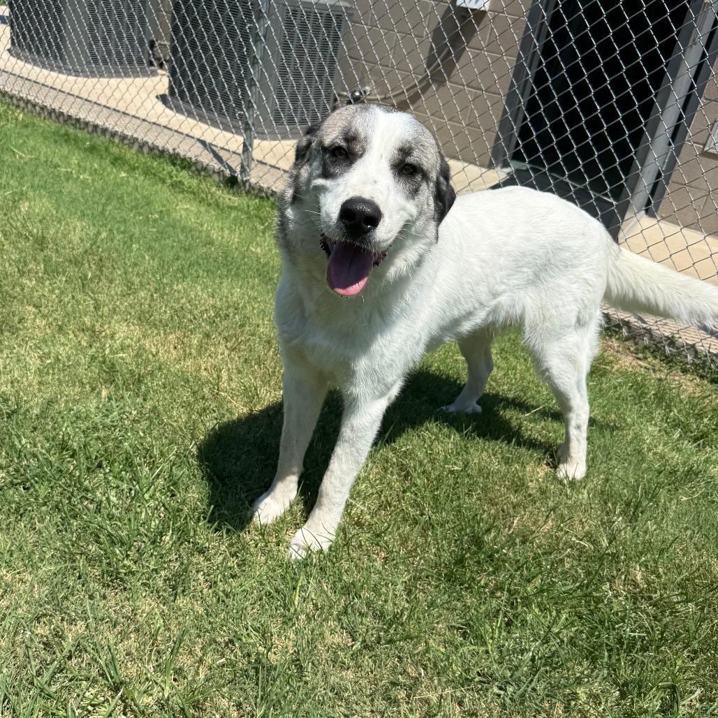 Sadie, Adoptable, Young Female Mixed Breed.