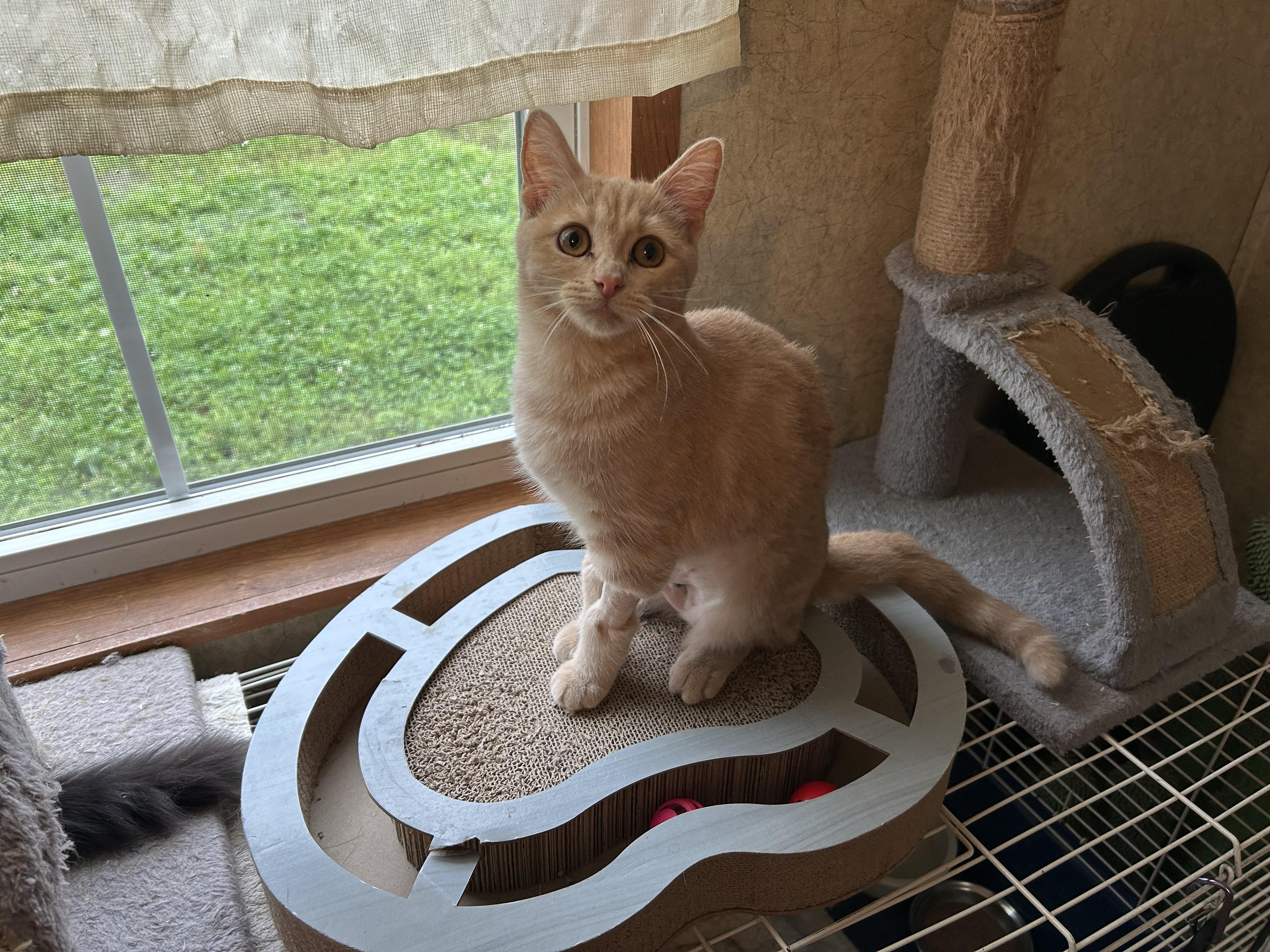 Pancake, Adoptable, Kitten Female Domestic Short Hair.