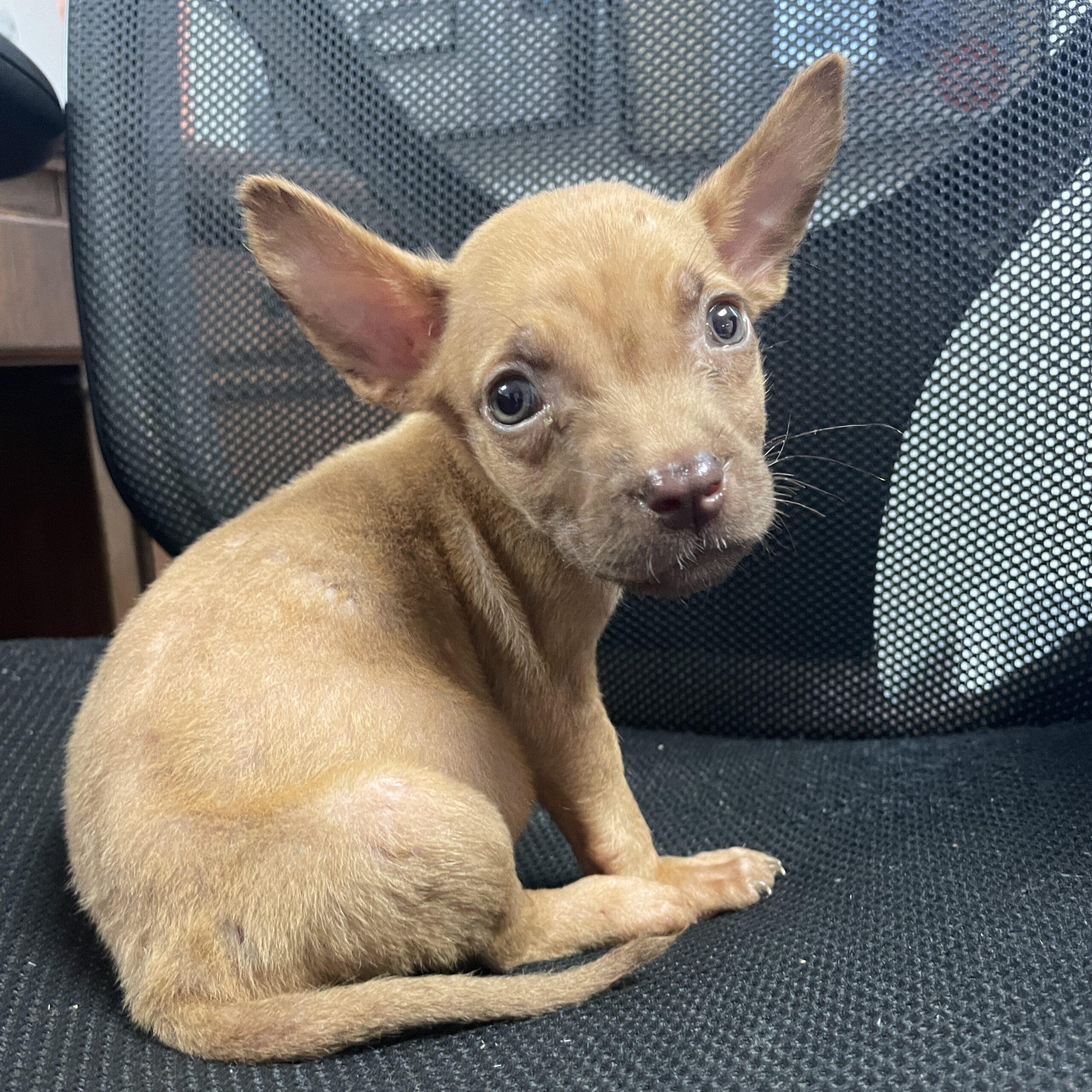 Addison — thumbnail 4