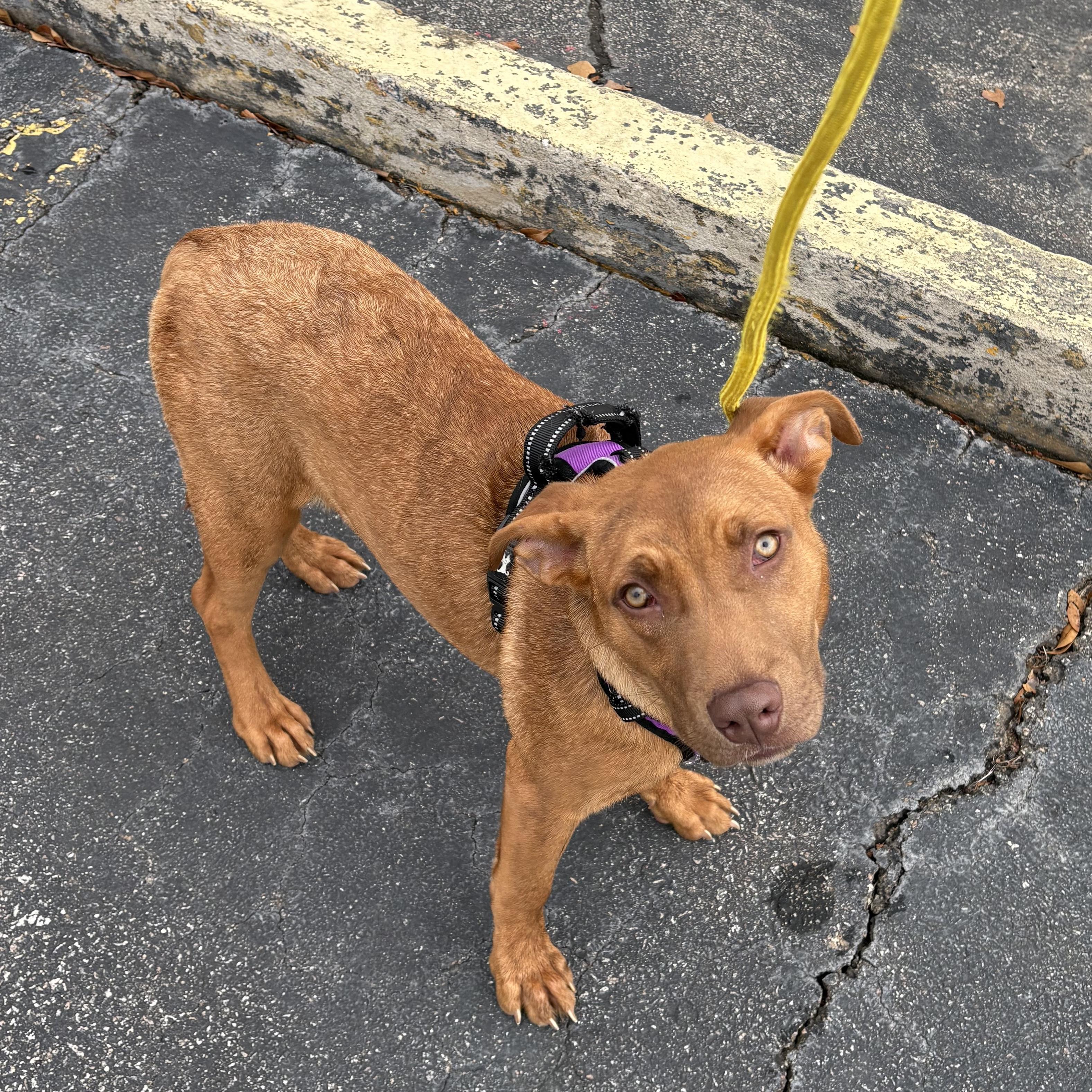 Addison — thumbnail 6