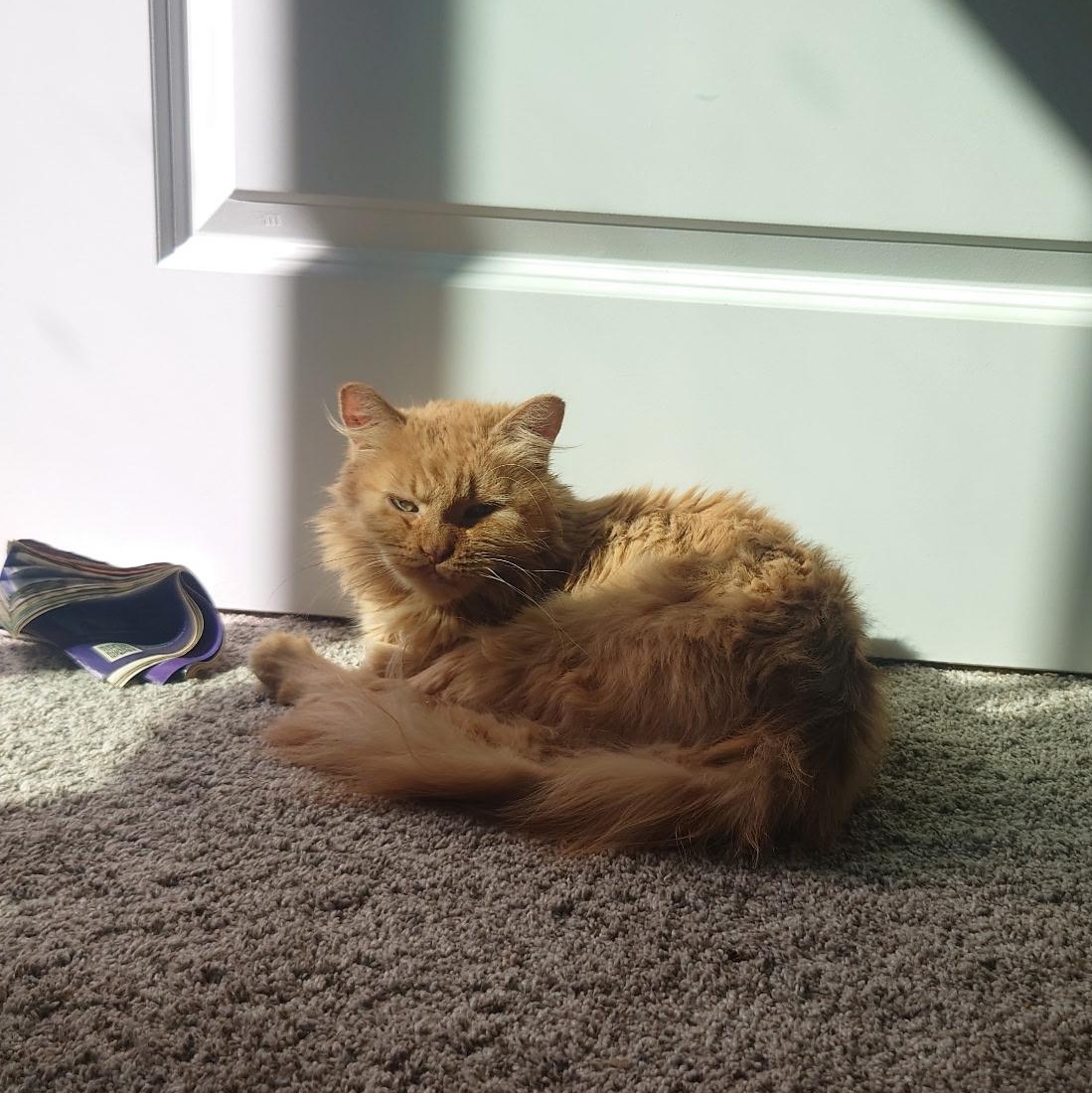 Enlarge Emerson, a Adoptable mixed breed in Pocatello, ID image 4/6