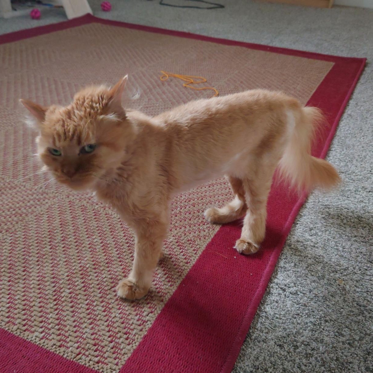 Enlarge Emerson, a Adoptable mixed breed in Pocatello, ID image 2/5