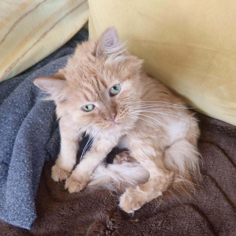 Enlarge Emerson, a Adoptable mixed breed in Pocatello, ID image 1/5